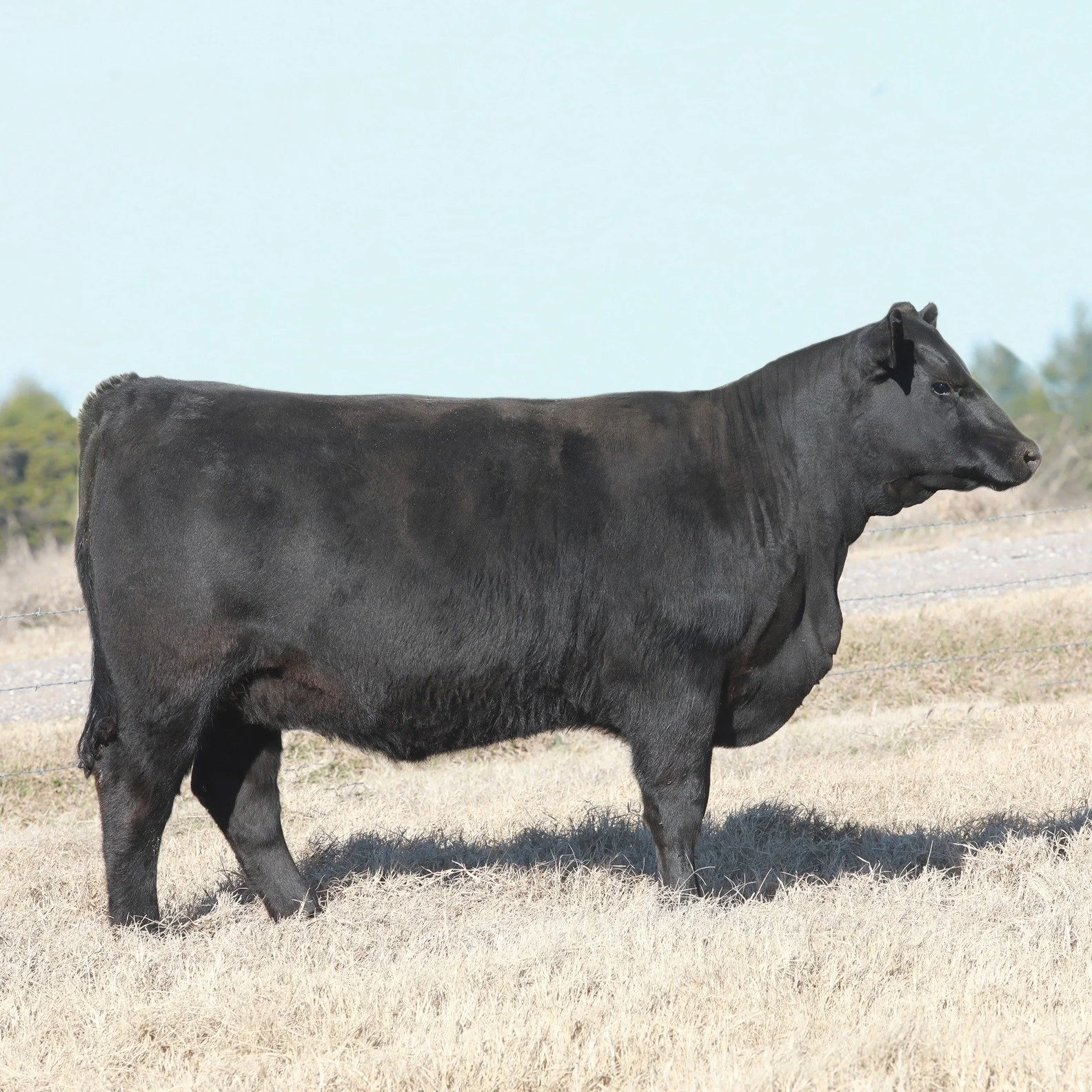 We love a good EPD search, and it is even more fun when some of your own come to the top.

There are only nine daughters of Spring Cove Grant 200K with $M of 95, $B of 198 and $C of $352, Functional Longevity of 1.11, and Marbling of 1.00. Five of th