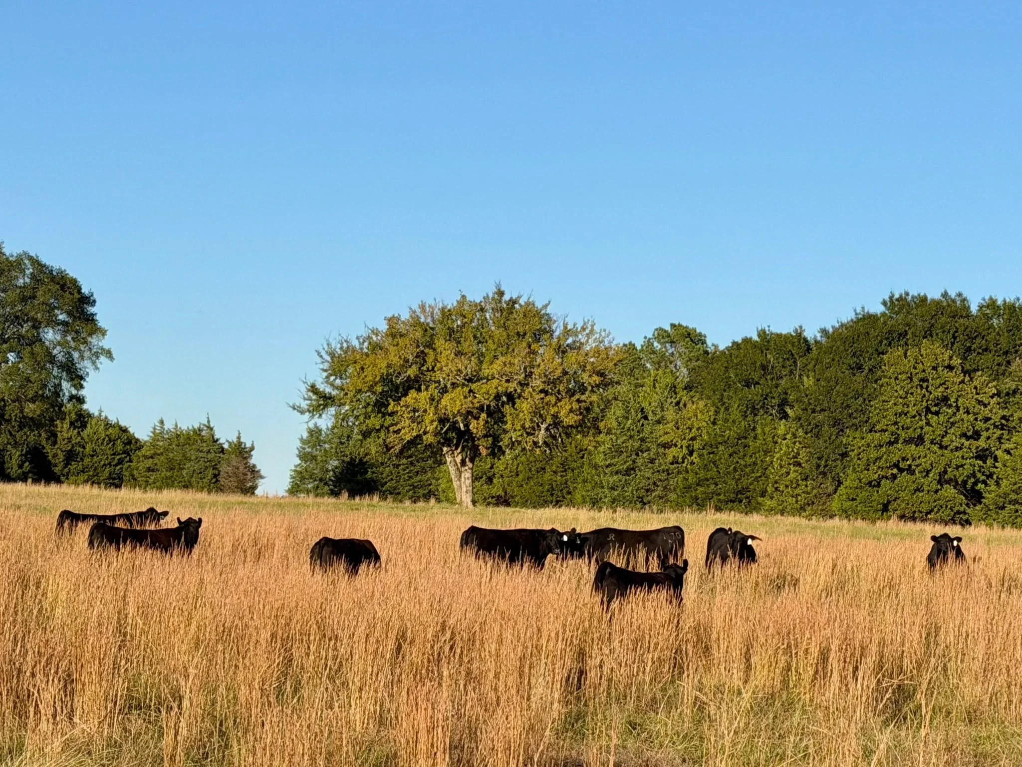 "Agriculture is the most healthful, most useful and most noble employment of man."

-President George Washington 🇺🇸

 #ranchlife #businessbreed #iamangus #beef #beefcattle #ranching #texasagriculture #texasfarmbureau #anguscattle #jonesra