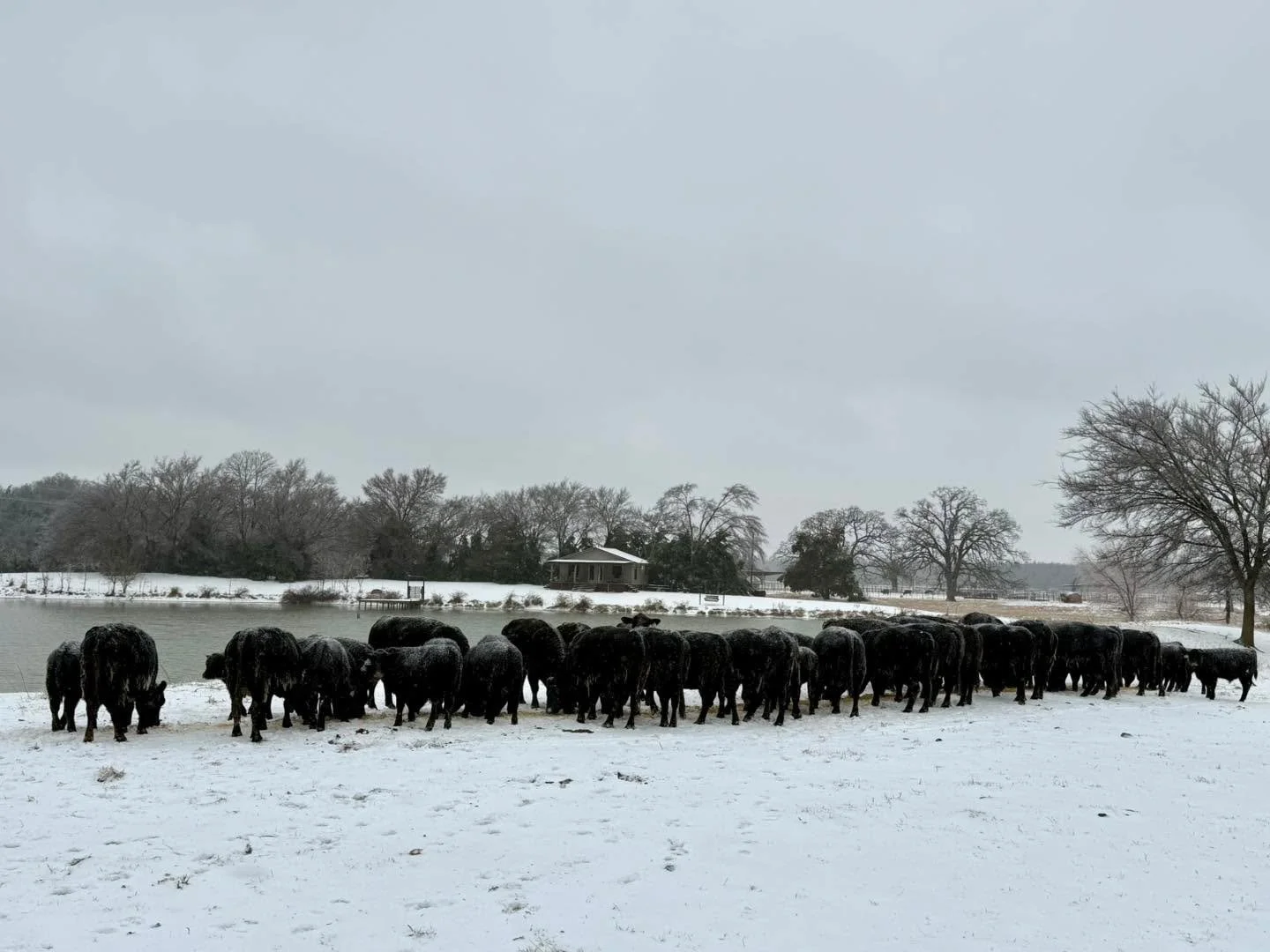 Praise the LORD&hellip;

He spreads snow like wool; he scatters frost like ashes. 
‭‭Psalms‬ ‭147‬:‭12, 16‬ ‭