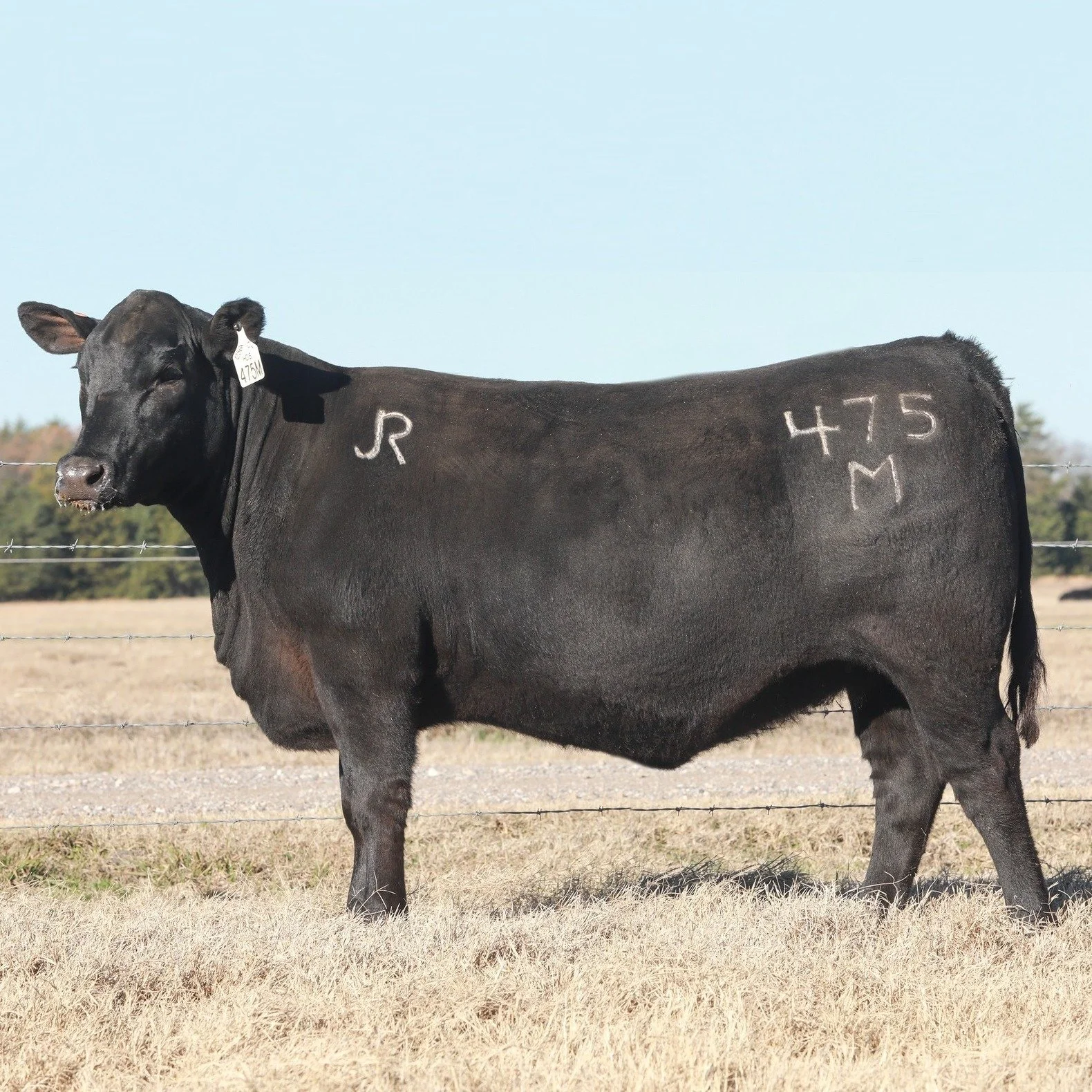 We couldn&rsquo;t decide on our next donor, so you&rsquo;re getting to choose yours and ours with lots 1A and 1B in our sale later this week! 

These Headstart daughters have been standouts from the beginning. Study them at JonesRanchCattle.com and m