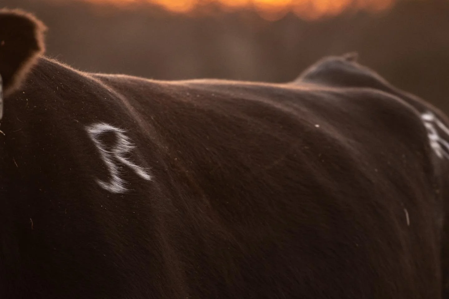 It is hard to put into words how we feel after last night, so we will keep it simple. 

Our hearts are filled with gratitude for each person who participated in the sale. It is an honor to see Jones Ranch genetics in herds across the country. Thank y