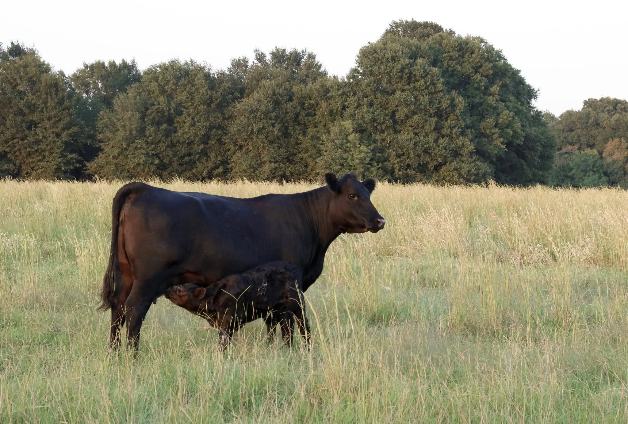 Finally Friday! 

What a whirlwind of a week it has been at Jones Ranch as we have been putting the final touches on our sale catalog alongside all the usual day-to-day work. If you&rsquo;ve put together a catalog, you know what a good feeling it is 