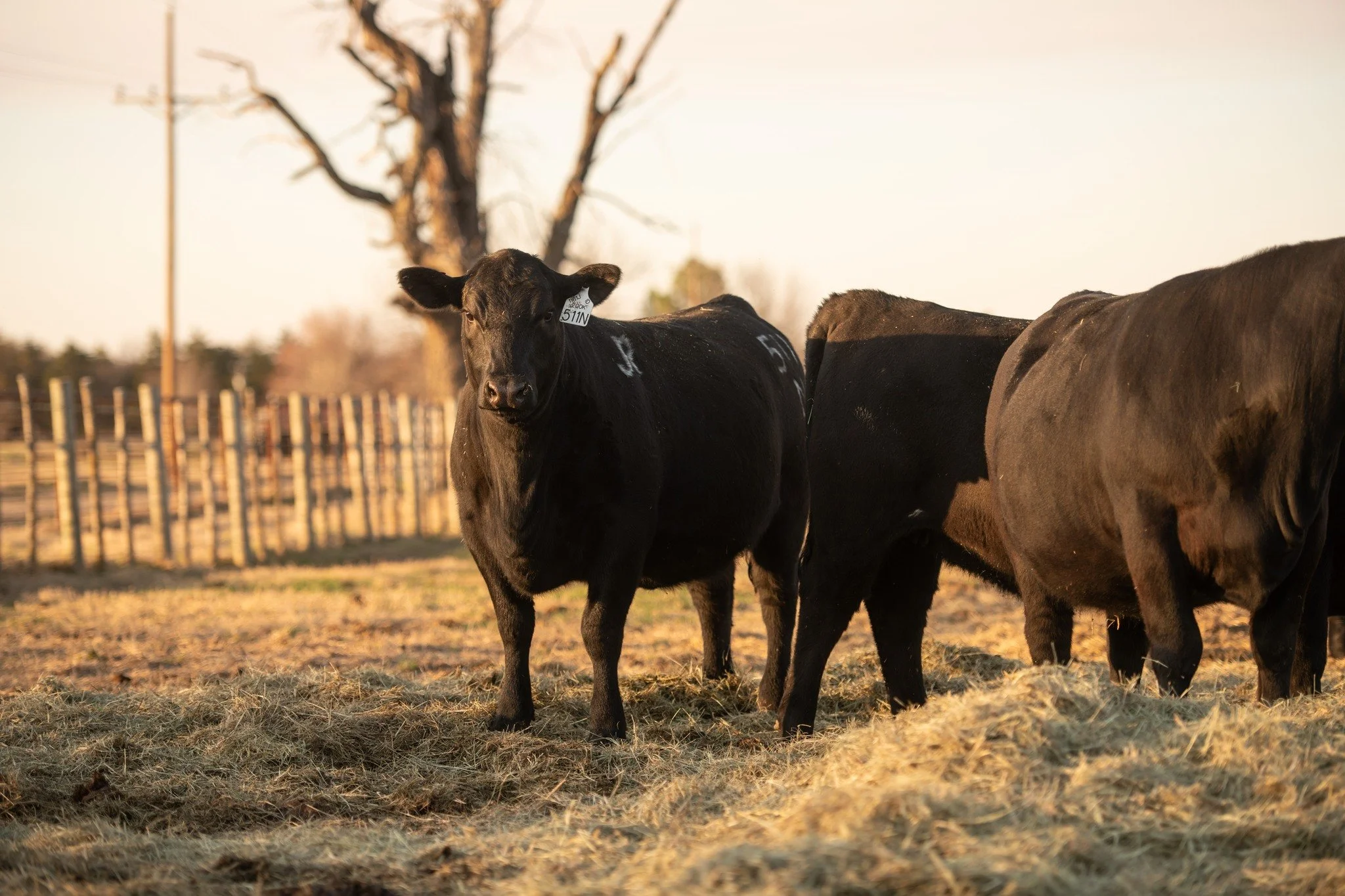 The Hand-Picked for the Future Online Elite Angus Female Sale is officially open! What a joy it is to see years of hard work on display in this offering of Angus females. We would be honored for you to consider adding some of them to your herd. Let u