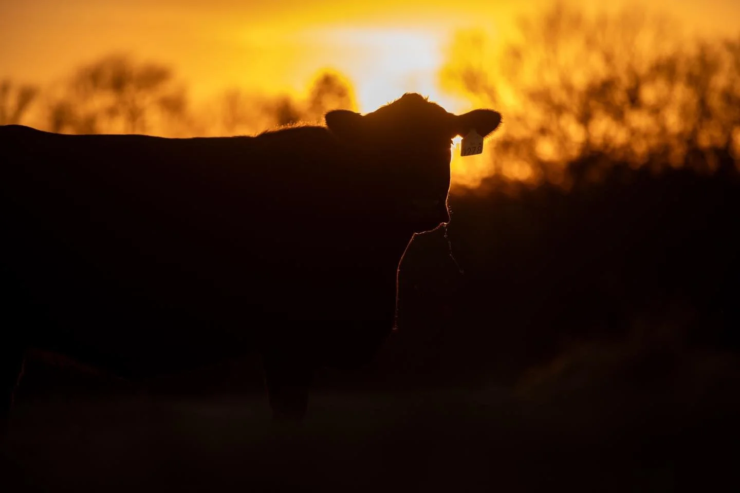 &ldquo;Let the word of Christ dwell in you richly, teaching and admonishing one another in all wisdom, singing psalms and hymns and spiritual songs, with thankfulness in your hearts to God.&rdquo;

‭‭-Colossians‬ ‭3‬:‭16‬ ‭🤍

#ranchlife #businessbre