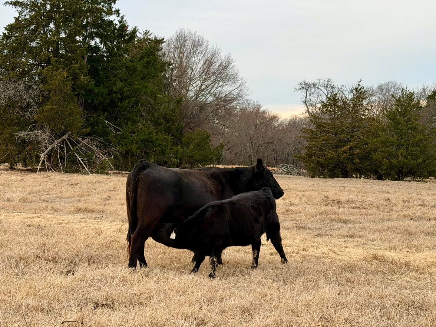 On a day about love, here is something we love to see in our pastures at Jones Ranch! ❤️

#ranchlife #businessbreed #iamangus #beef #beefcattle #ranching #texasagriculture #texasfarmbureau #anguscattle #cattleranch #texasfarmsandranches