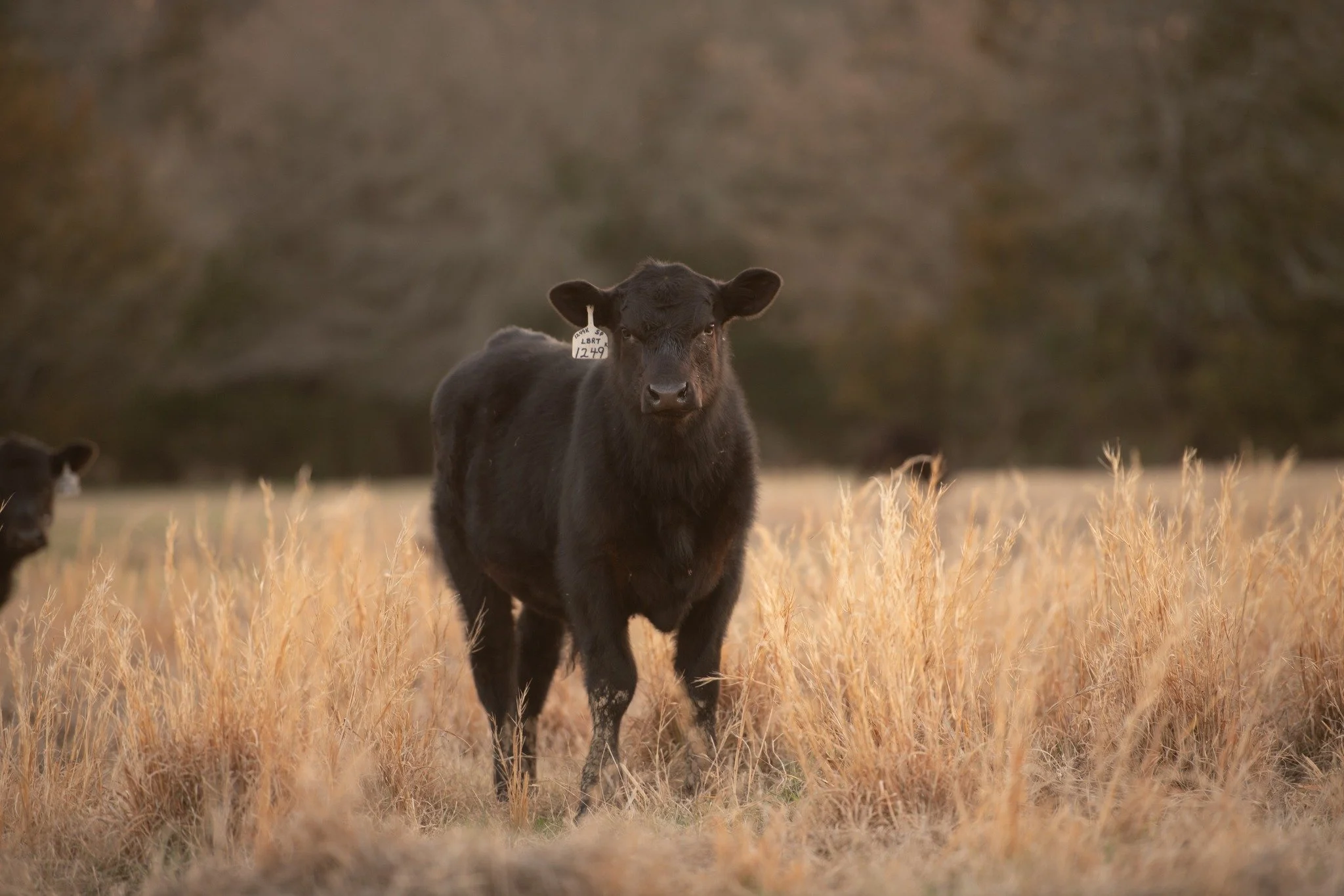 Hey, good lookin! 😎 

This calf was posing for us as we drove through pairs the other night, and we had to snap a photo. They won&rsquo;t wean for another couple of months, but it is neat to see their genetics start to come out as we think about wha