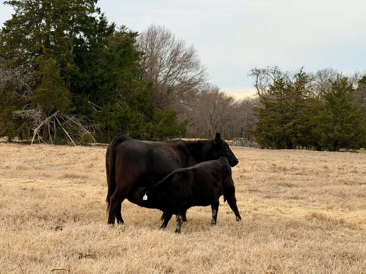 On a day about love, here is something we love to see in our pastures at Jones Ranch! ❤️

#ranchlife #businessbreed #iamangus #beef #beefcattle #ranching #texasagriculture #texasfarmbureau #anguscattle #cattleranch #texasfarmsandranches