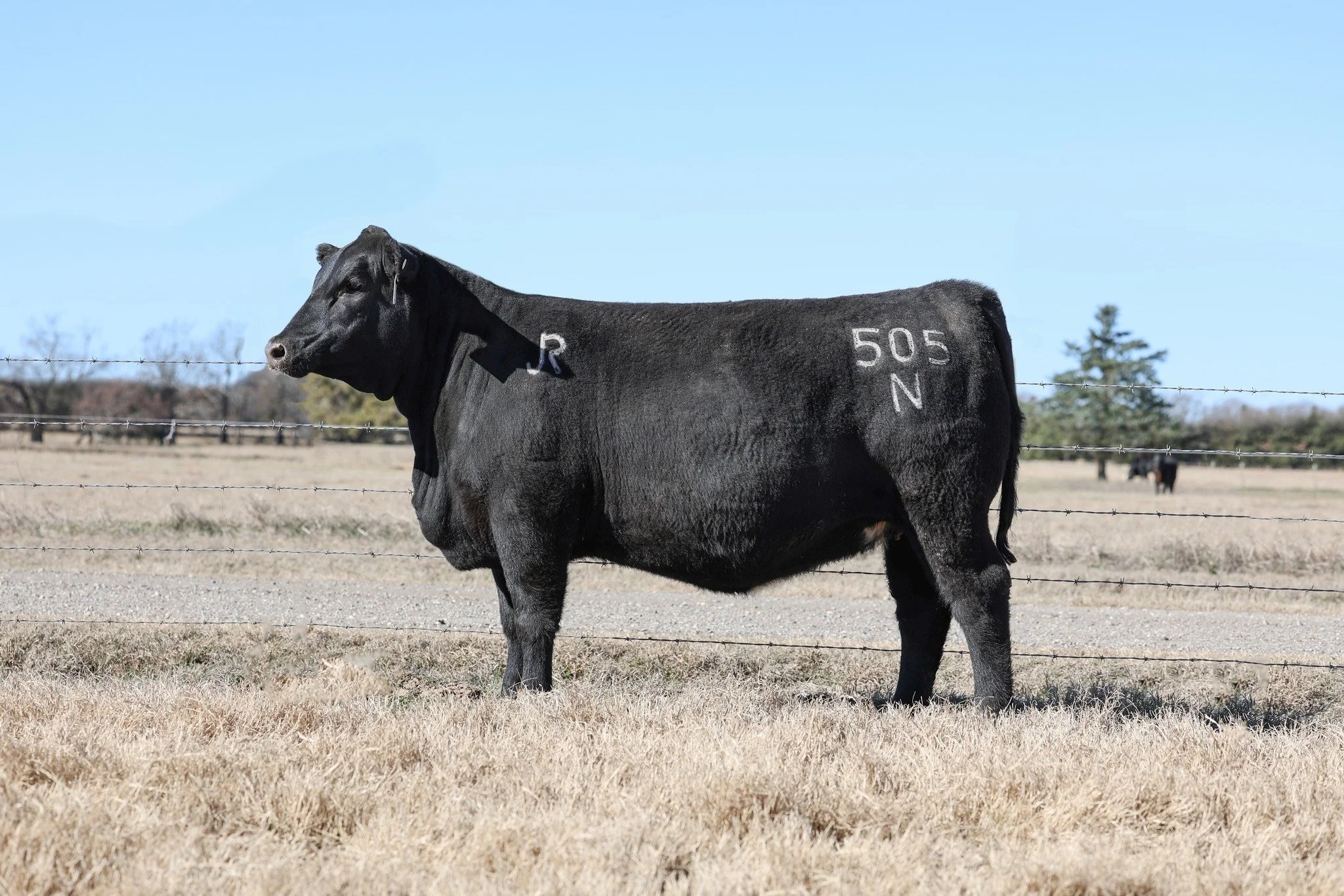 This is the kind we strive to produce! 

If we were maintaining a spring calving herd, she would be in it. Lot 12  in our upcoming online sale is a 3/4 sister to Brown JR Headliner, the high-selling bull in last year&rsquo;s March R.A. Brown Ranch Sa