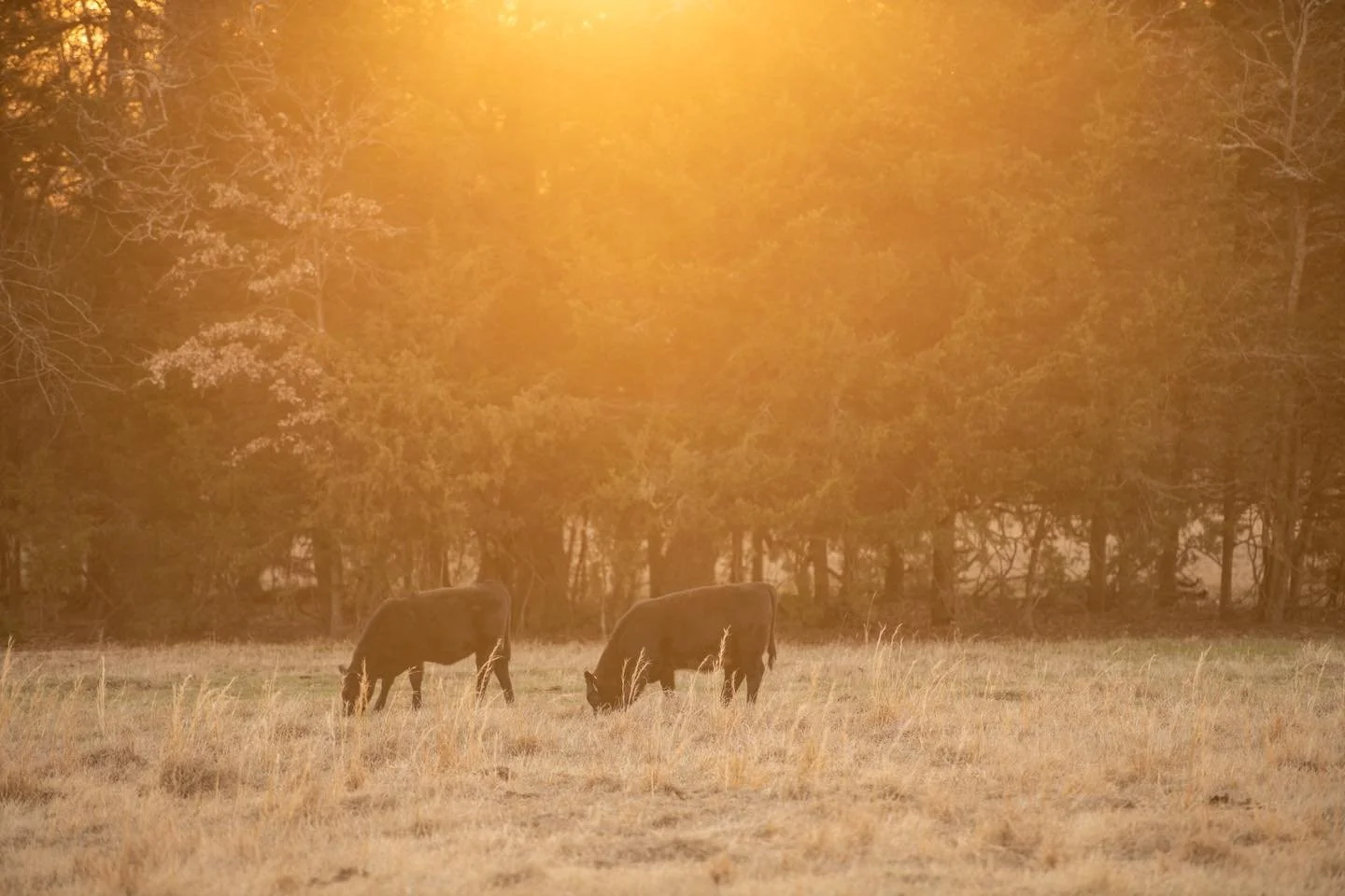 Agriculture is not only our career, but it&rsquo;s our passion and our joy each day. Join us in celebrating National Ag Day! 

#ranchlife #businessbreed #iamangus #beef #beefcattle #ranching #texasagriculture #texasfarmbureau #anguscattle #jonesranch