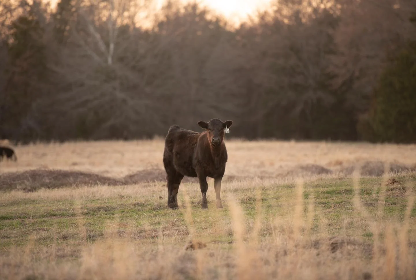 Weaning for fall calves is right around the corner! 

Ahead of weaning, we have administered a round of vaccines to improve their overall health and create a lower-stress environment on weaning day. By being proactive regarding health, we are looking