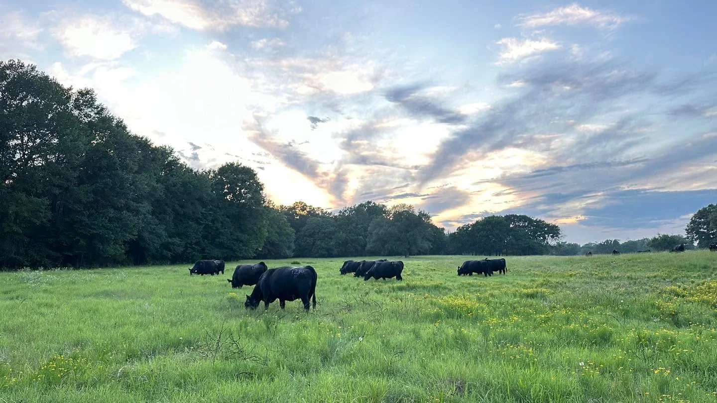 With recent rainfall and warm weather, it won&rsquo;t be long before pastures begin to look like this again! 

There aren&rsquo;t many sights more beautiful than black cattle on green grass, but when the forage changes, we start thinking about adjust
