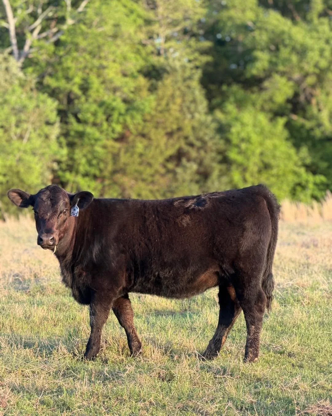 Rumor has it big changes are coming soon! 👀 

Changes for this calf crop anyway! Weaning is just around the corner, but for now, we will enjoy watching these pairs together just a bit longer.

#ranchlife #businessbreed #iamangus #beef #beefcattle #r