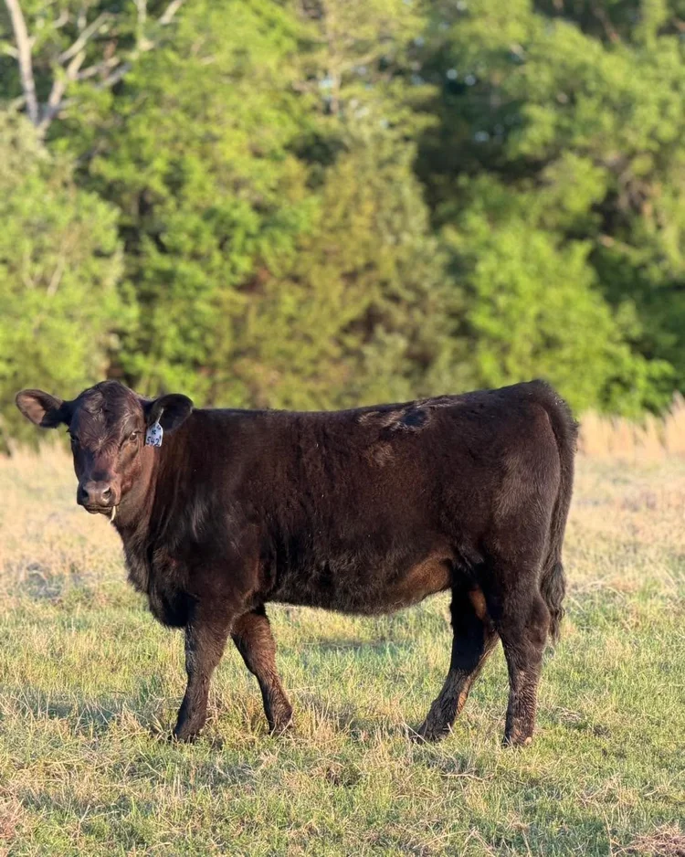 Jones Ranch | Black and Red Angus Cattle