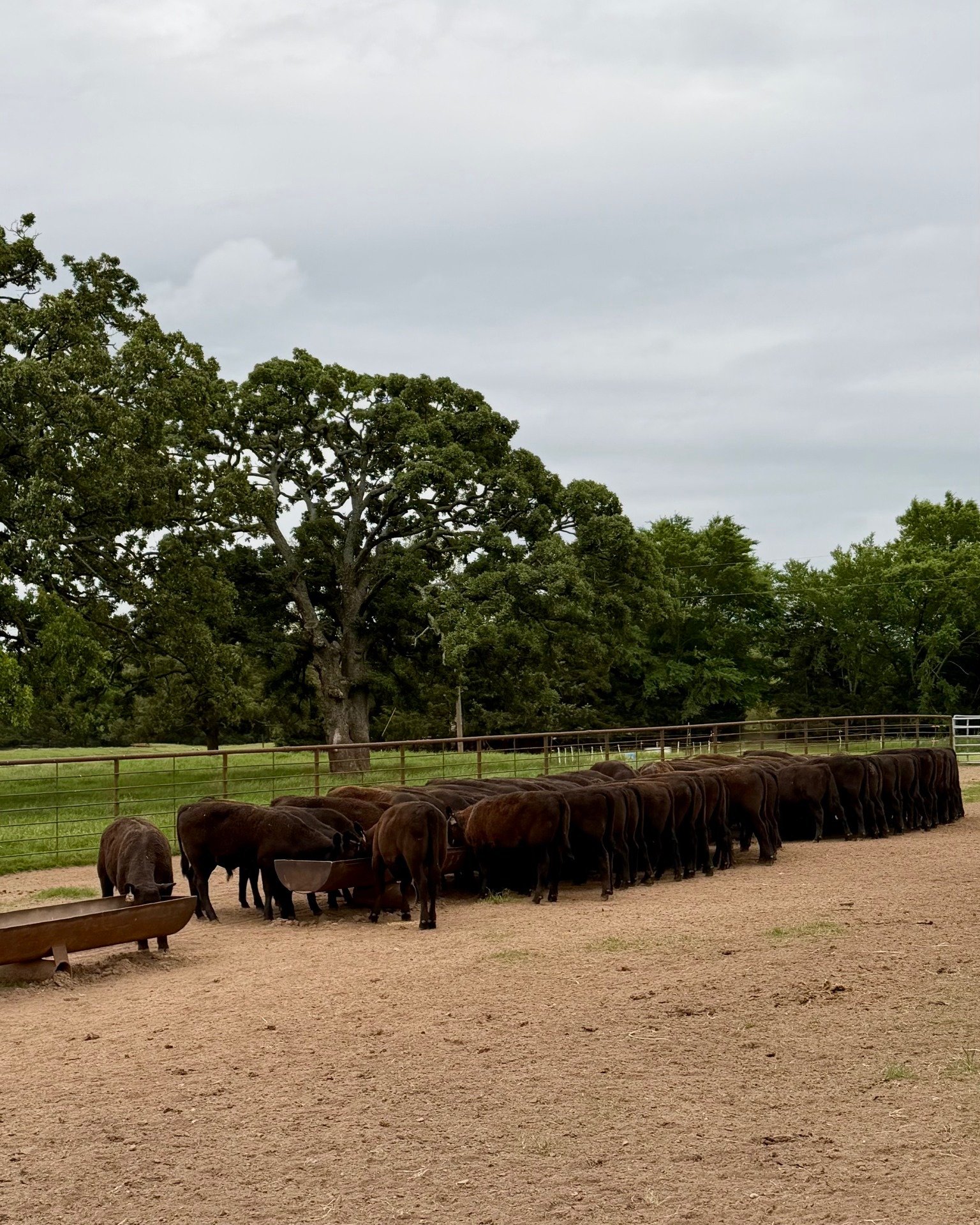 This is what we like to see! 👏🏼 

We weaned these calves three days ago, and they are adjusting to feed very well. We will keep them close over this transition to monitor their health and performance. 

Meanwhile in the office, it&rsquo;s time to s
