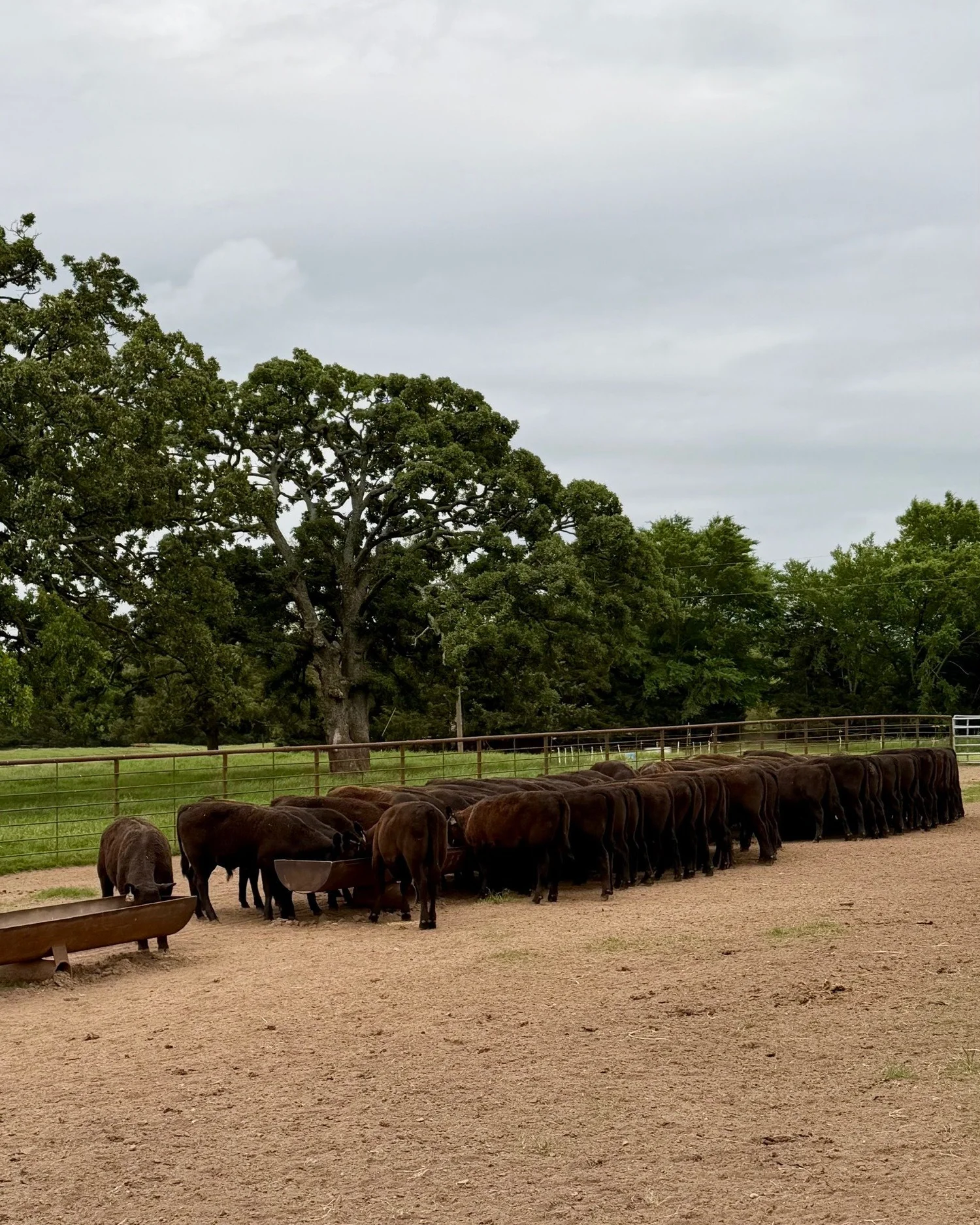 Jones Ranch | Black and Red Angus Cattle