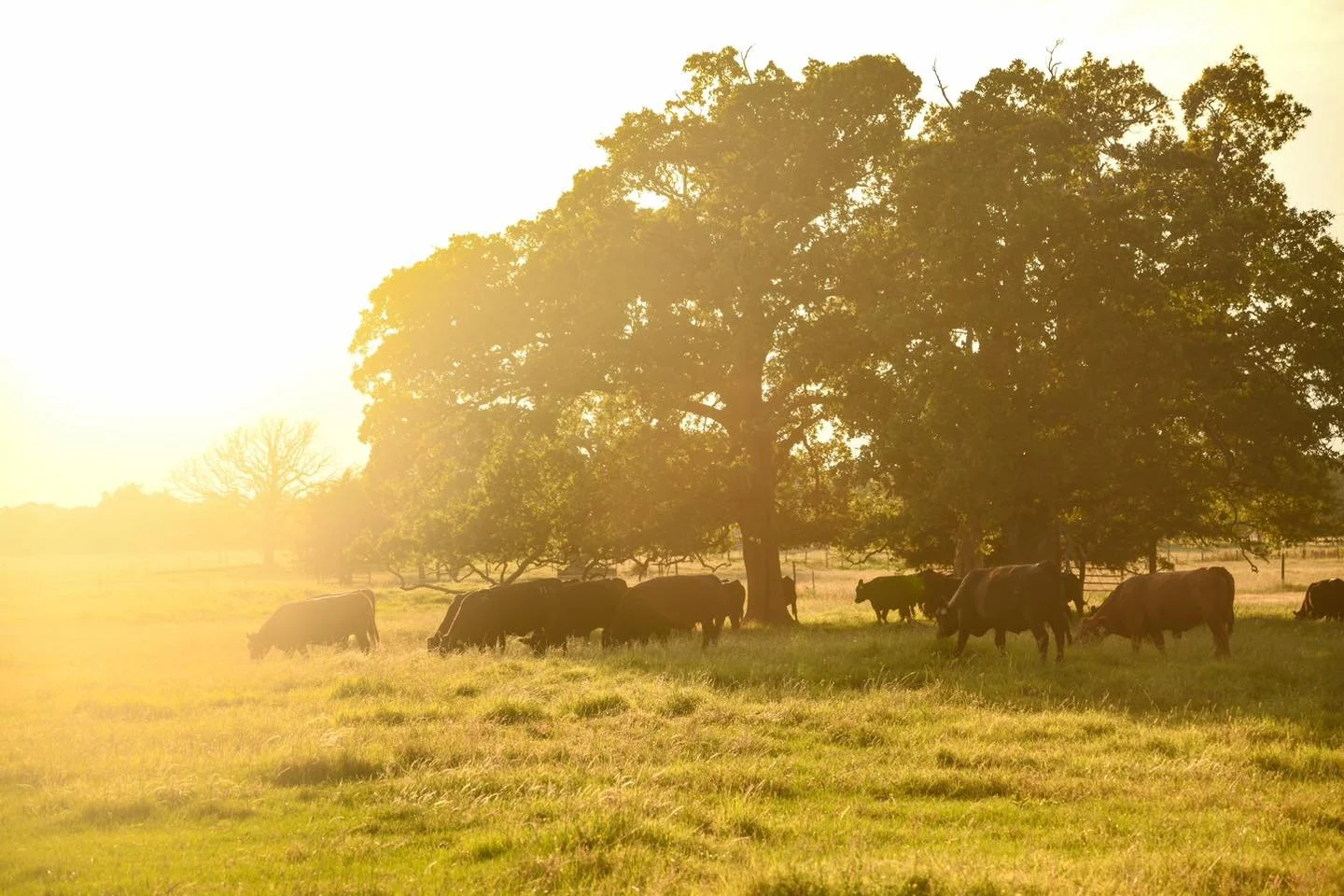 In case you haven&rsquo;t heard, May is Beef Month! 🥩 

Not only do we love a good, juicy steak, but this is also a time to recognize the strides the cattle industry has taken to produce the wholesome, high-quality product we know and love today. At