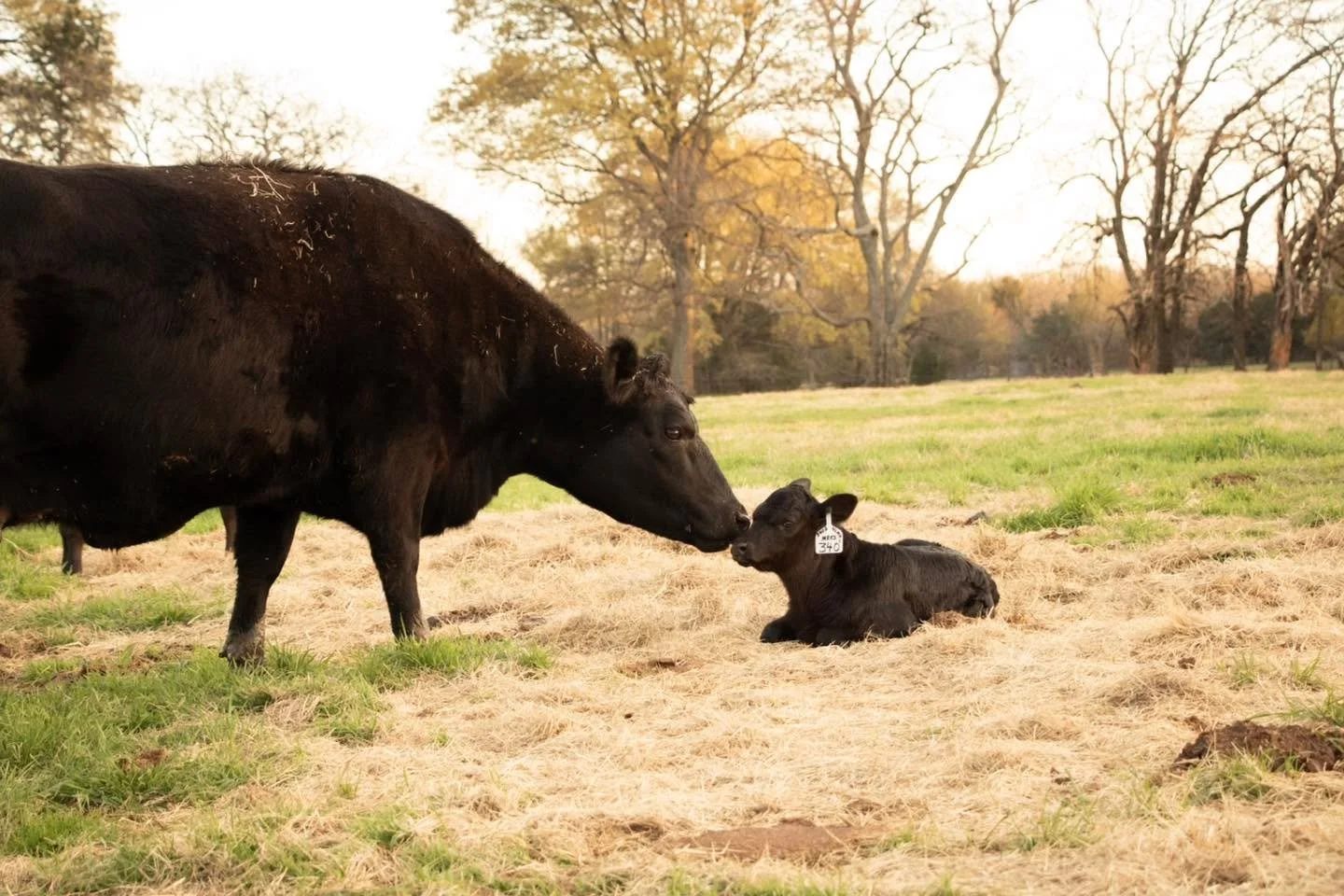 We are celebrating mothers of all kinds today. Happy Mother&rsquo;s Day from Jones Ranch! 💐

#ranchlife #businessbreed #iamangus #beef #beefcattle #ranching #texasagriculture #texasfarmbureau #anguscattle #jonesranch #texasfarmsandranches #cattleran