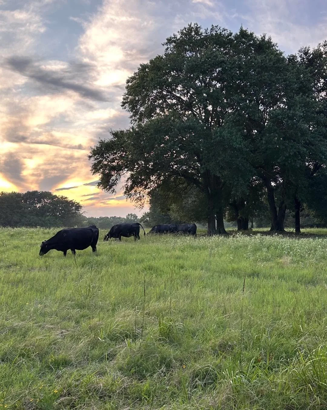 Green grass means cows are getting settled in to their summer pastures. And they seem to like it! 

We are mindful of appropriate stocking rates as we rotationally graze through the growing season to keep the ground and cattle healthy and productive!