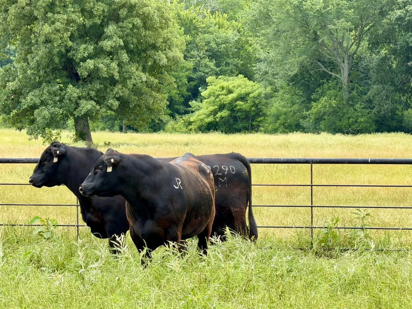 Bulls are being turned out all across the country as spring breeding season is in full swing. 

It&rsquo;s a good day when we see JR branded on those bulls! These guys went out on a set Brad had just finished AI on last week. 👍🏼 

#ranchlife #busin