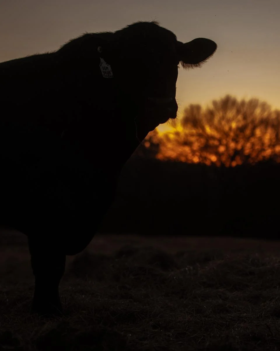 &ldquo;Each of the patriots whom we remember on this day was first a beloved son or daughter, a brother or sister, or a spouse, friend and neighbor.&rdquo; 
-George H. W. Bush

#ranchlife #businessbreed #MemorialDay #texasagriculture #texasfarmbureau