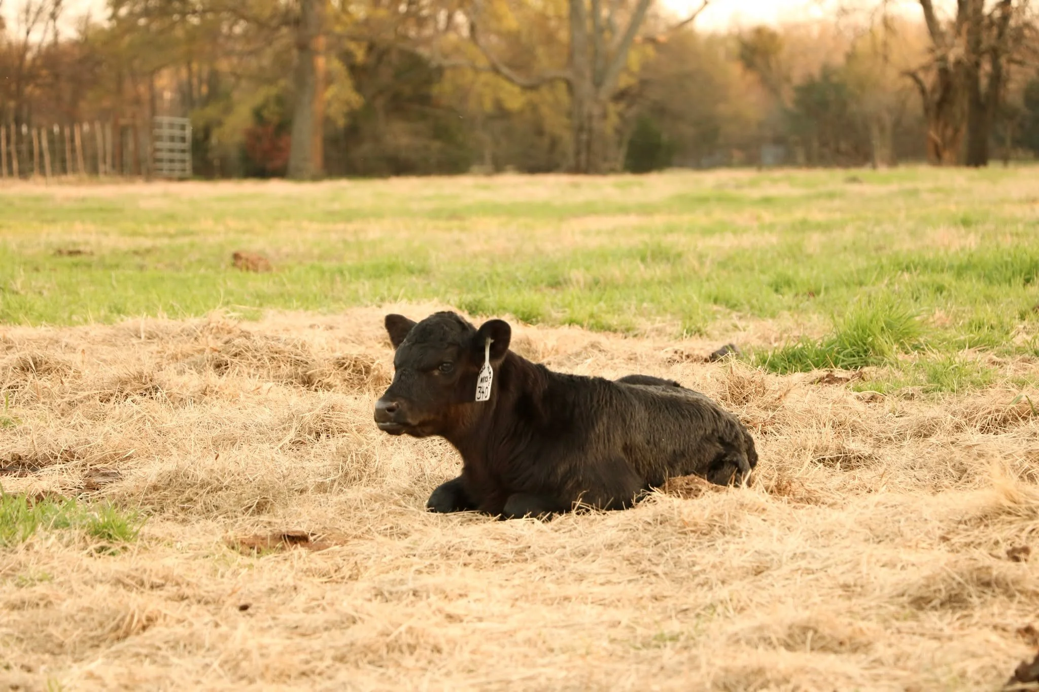 We care deeply about animal husbandry around here. As such, we recently gave booster vaccines to calves and have spent many evenings riding through weaned calves. We are thankful for healthy cattle, recent rains and beautiful weather! 

 #ranchlife #