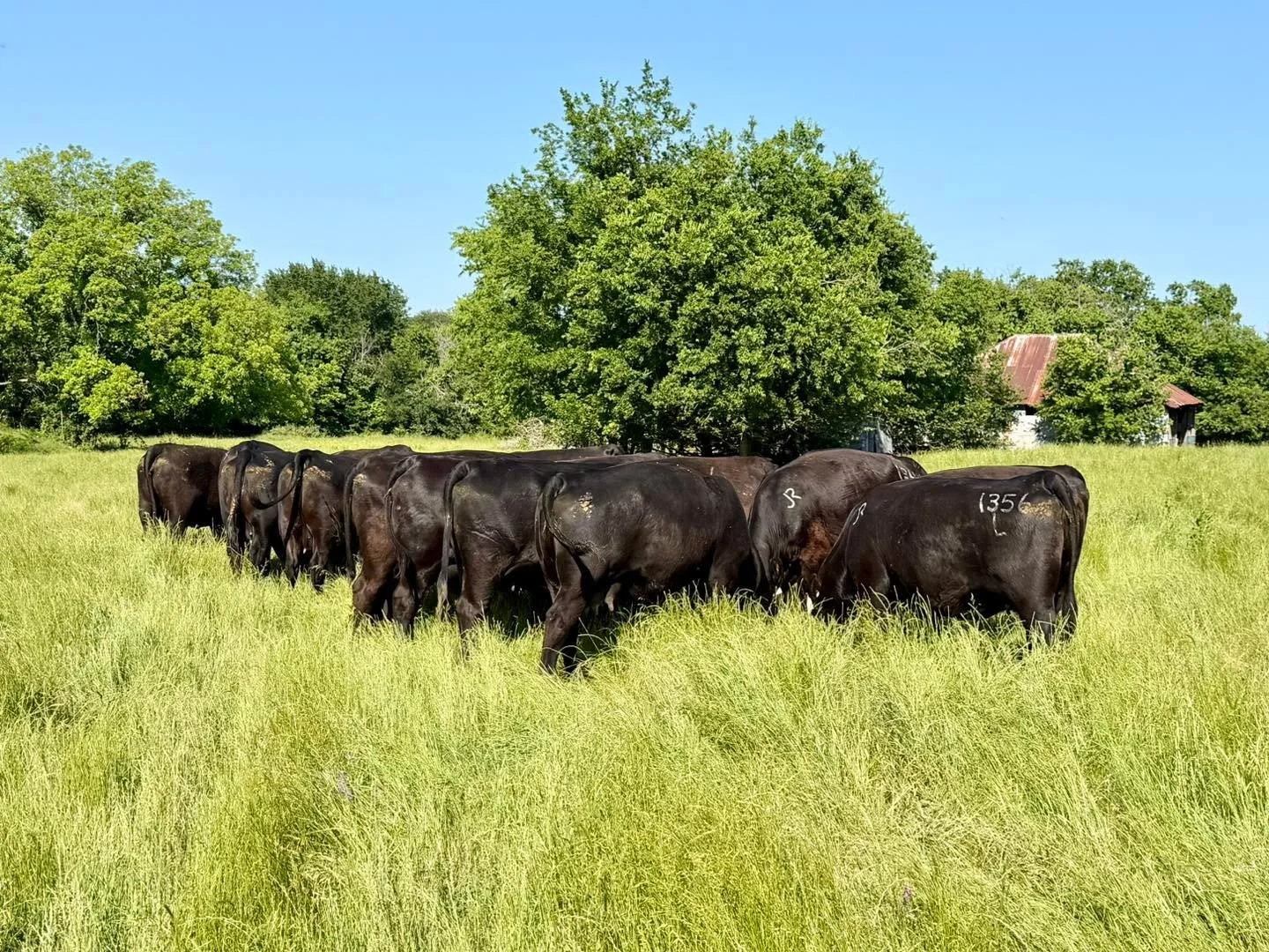 &ldquo;Take my yoke upon you and learn from me, for I am gentle and humble in heart, and you will find rest for your souls.&rdquo;
‭‭-Matthew‬ ‭11‬:‭29‬ ‭NIV‬‬ 🤍

#ranchlife #businessbreed #iamangus #beef #beefcattle #ranching #texasagriculture #tex