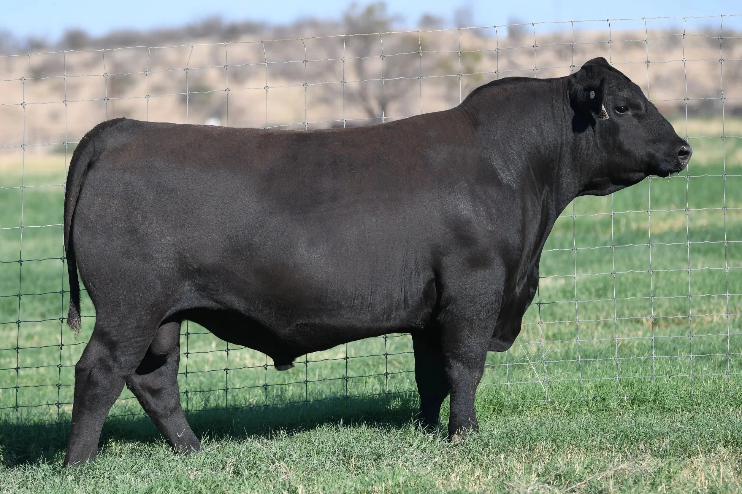 Brown JR Top Gun 8409L