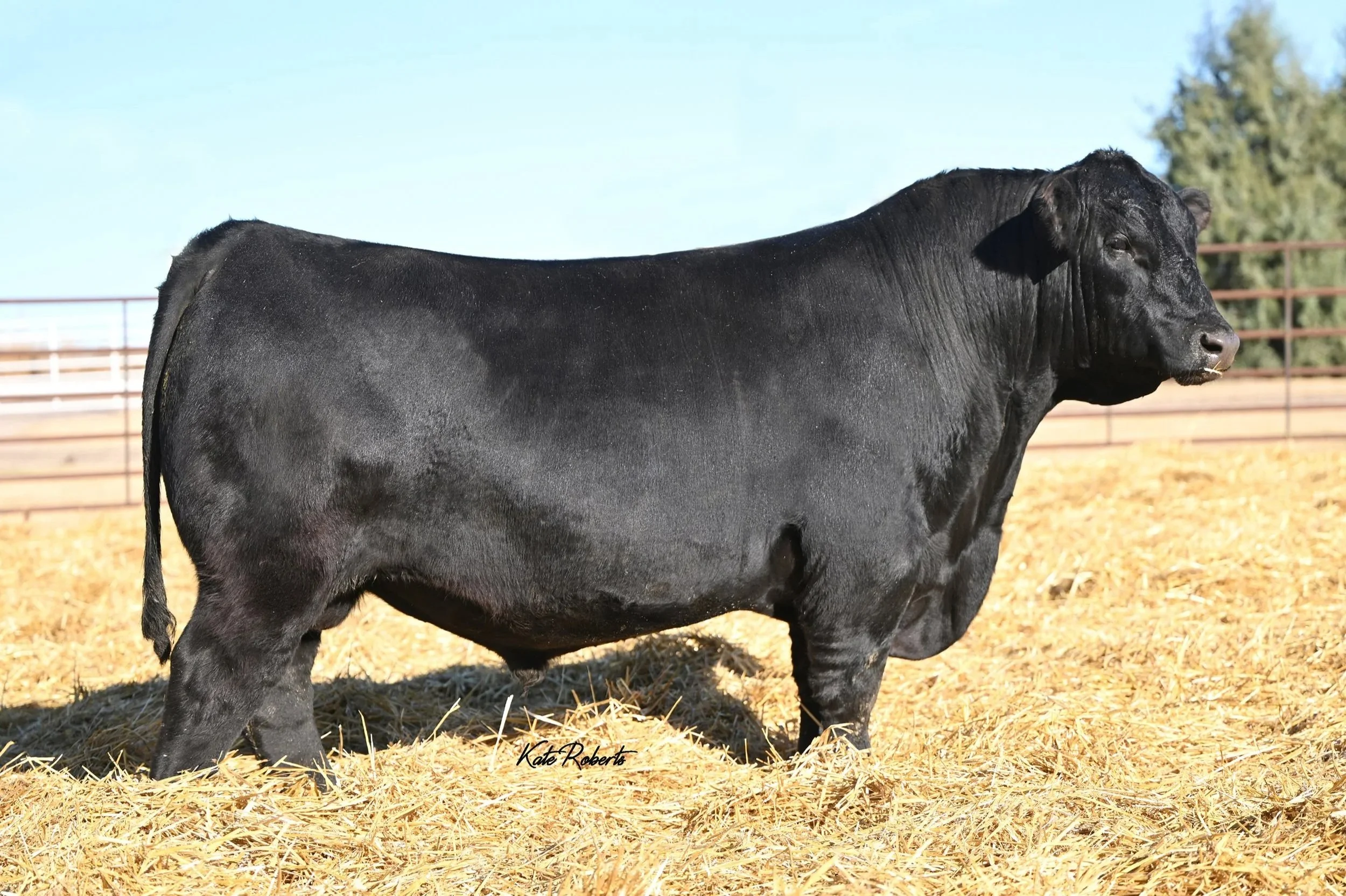 Brown JR High Caliber 8416L