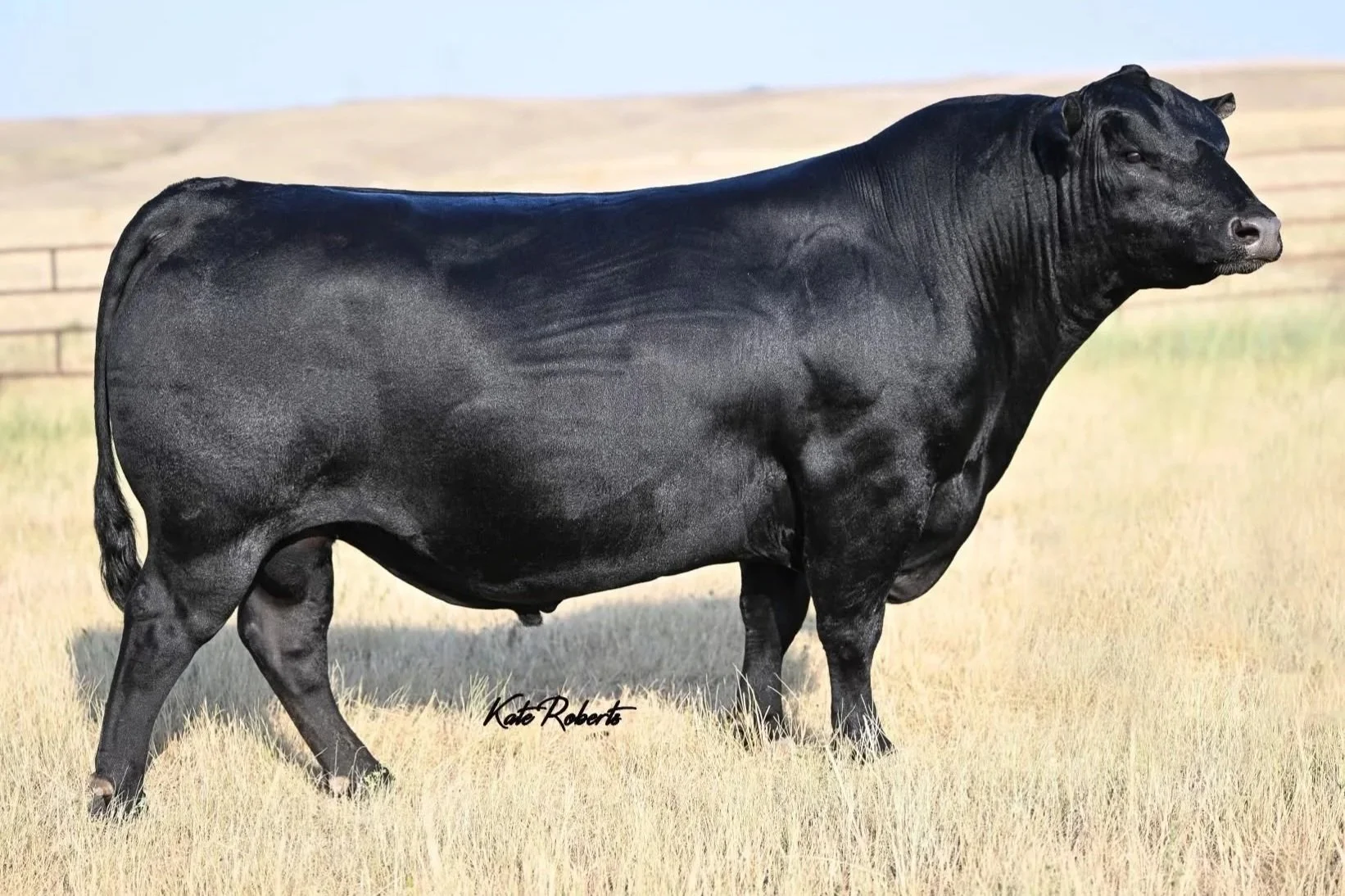 WR Kingston L32