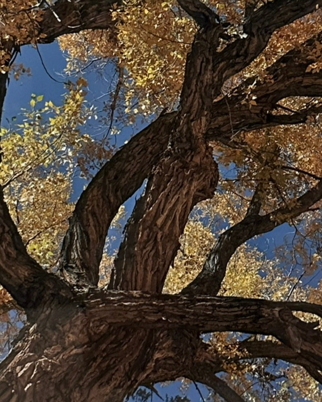 Rio Grande Cottonwood Tree by Christine Torraca