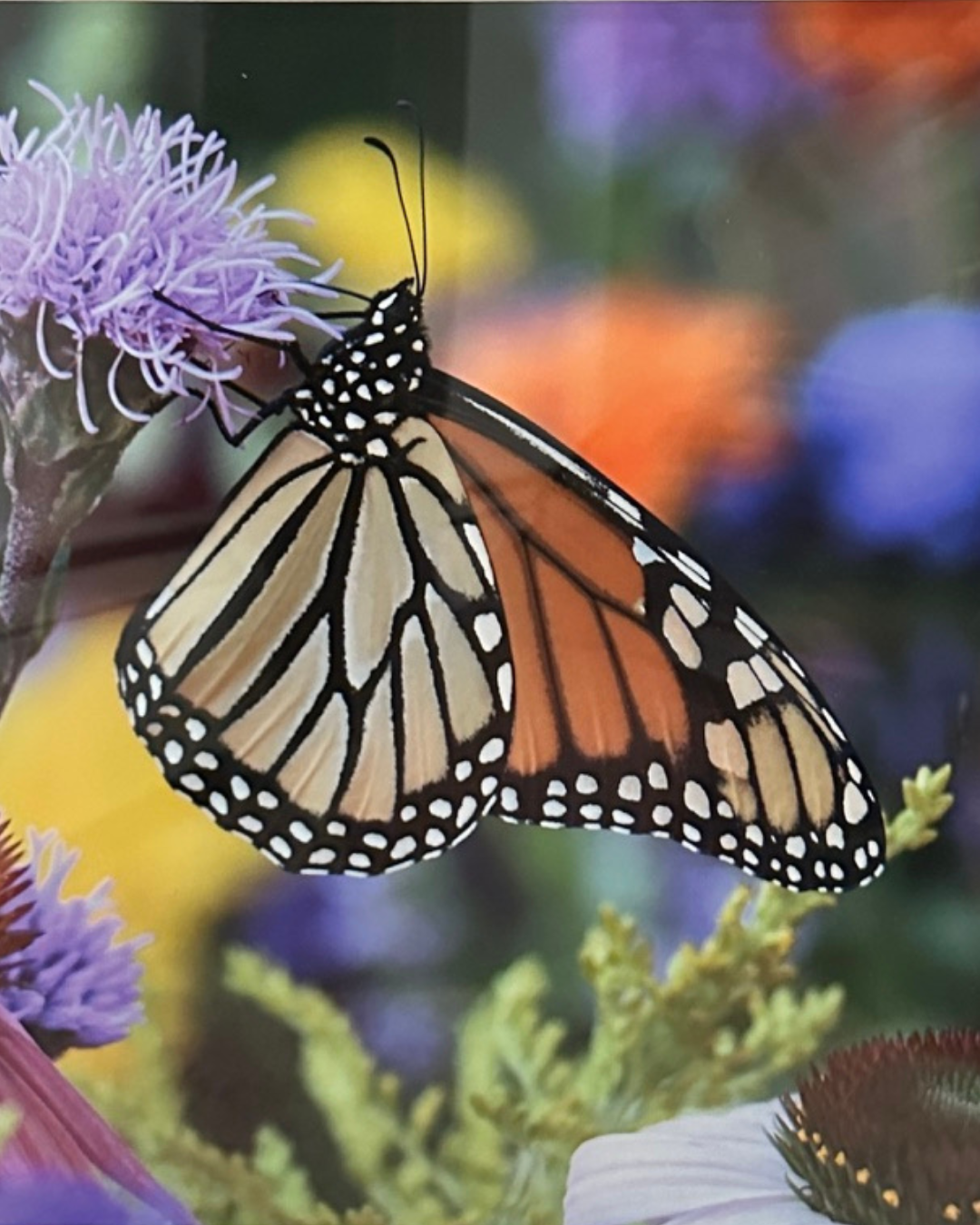 Monarch in the Garden by Christine Torraca