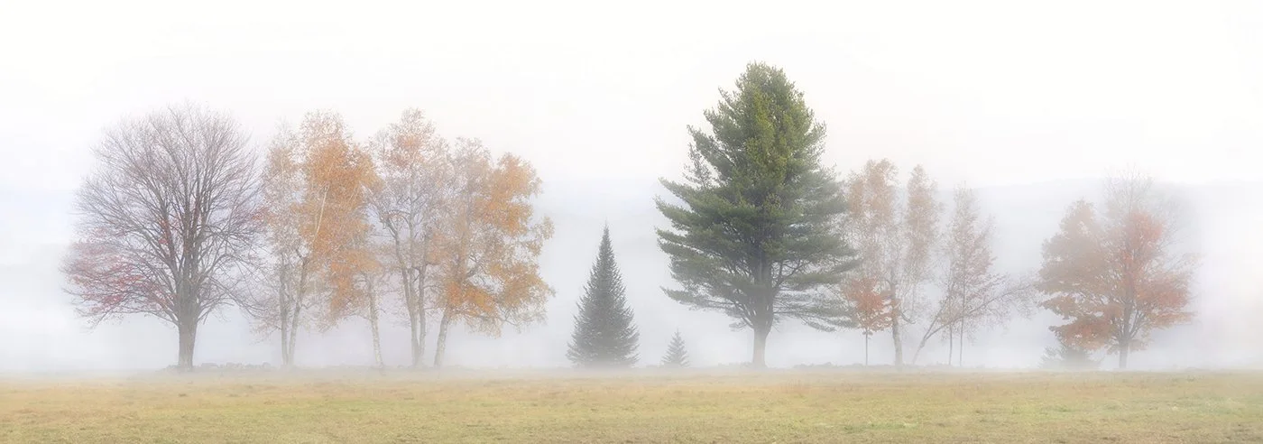 Trees of Autumn Embrace