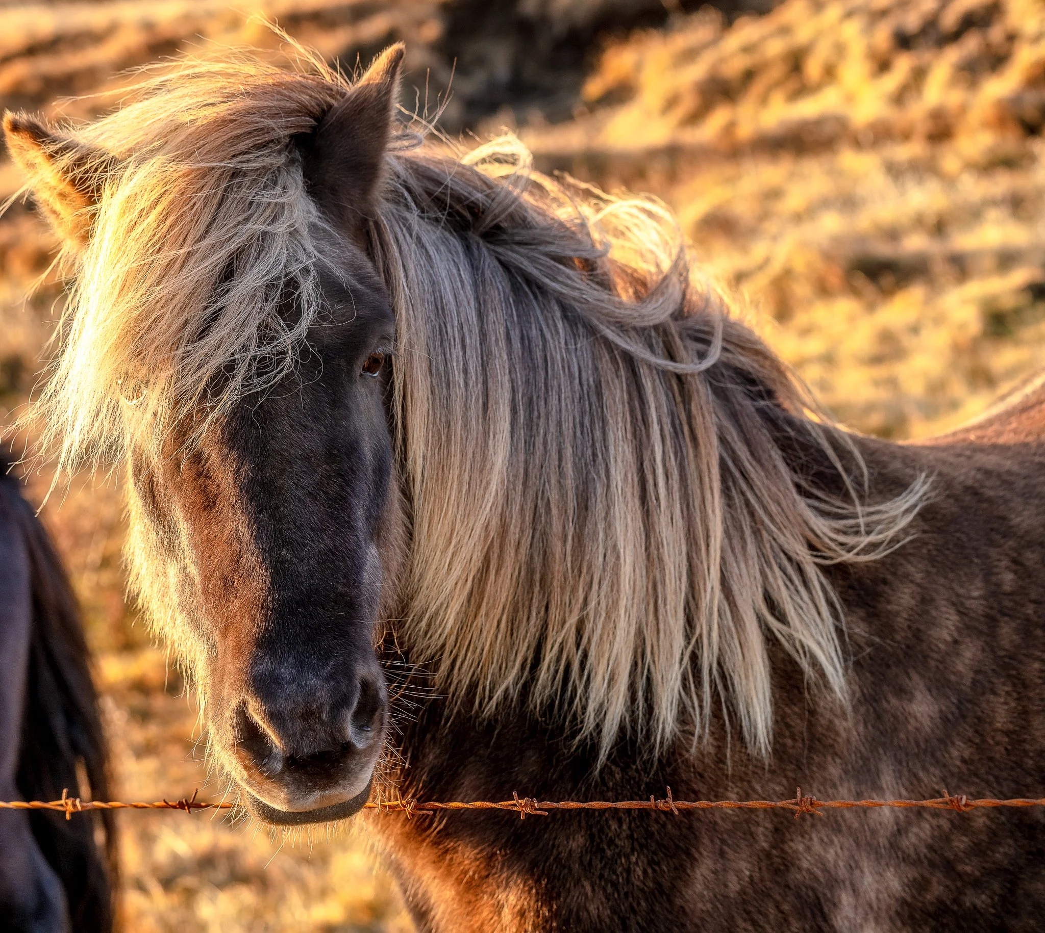 DSC_7139-Edit.jpg