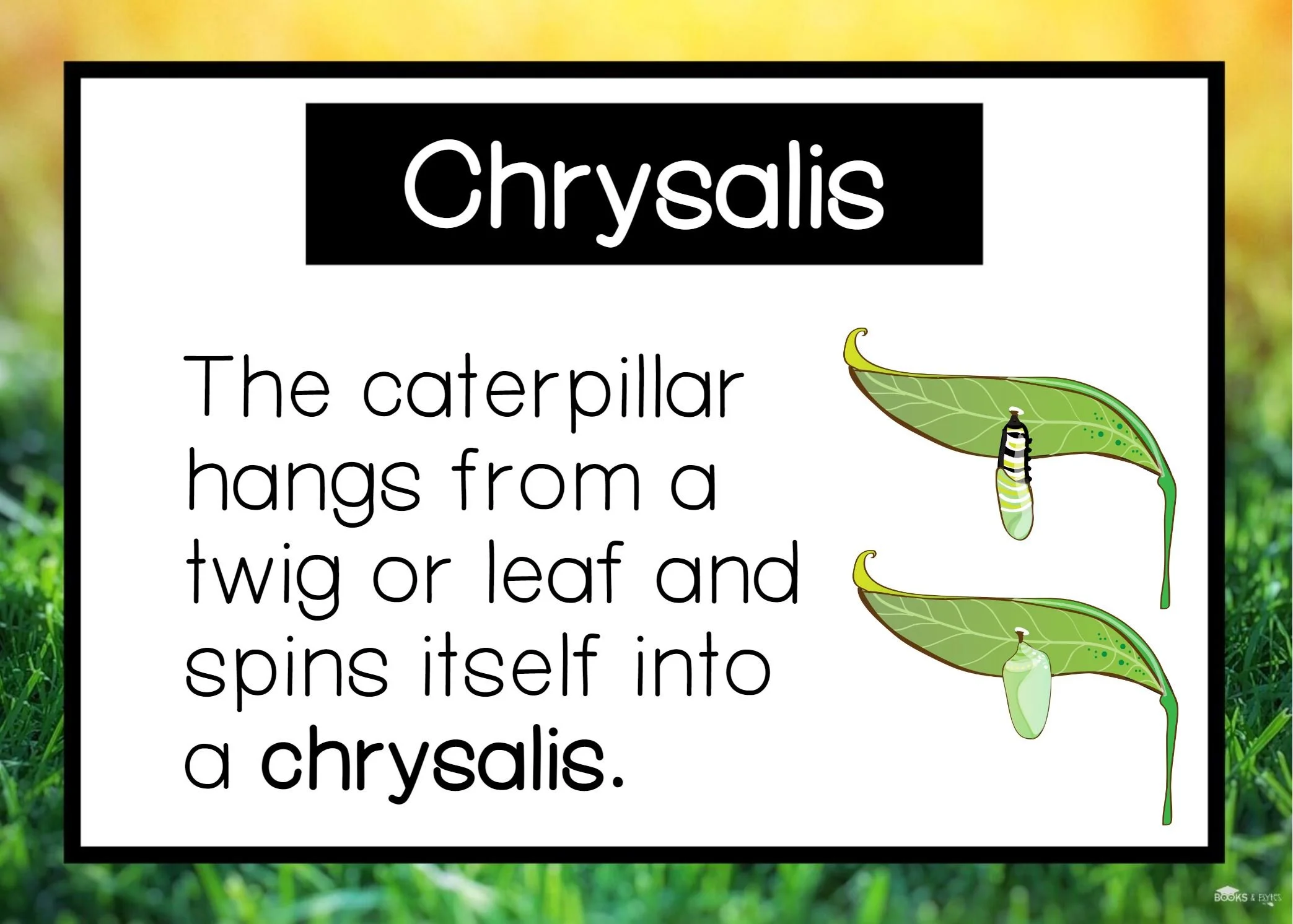 chrysalis.JPG