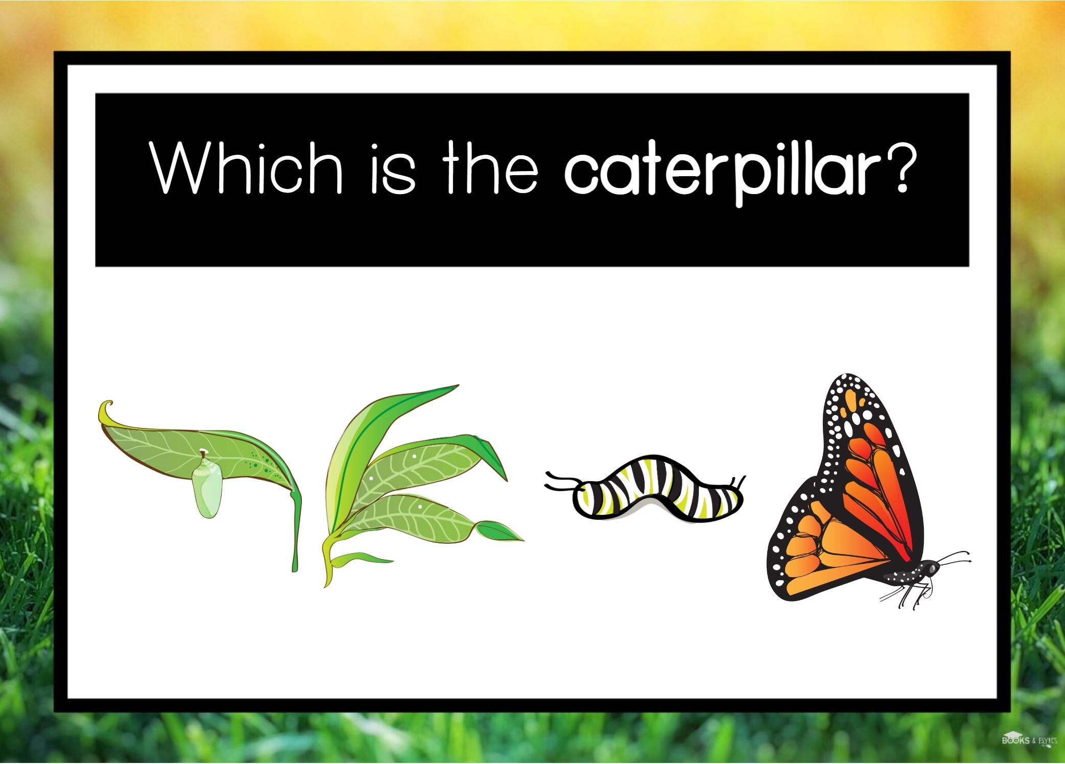 which is caterpillar.JPG