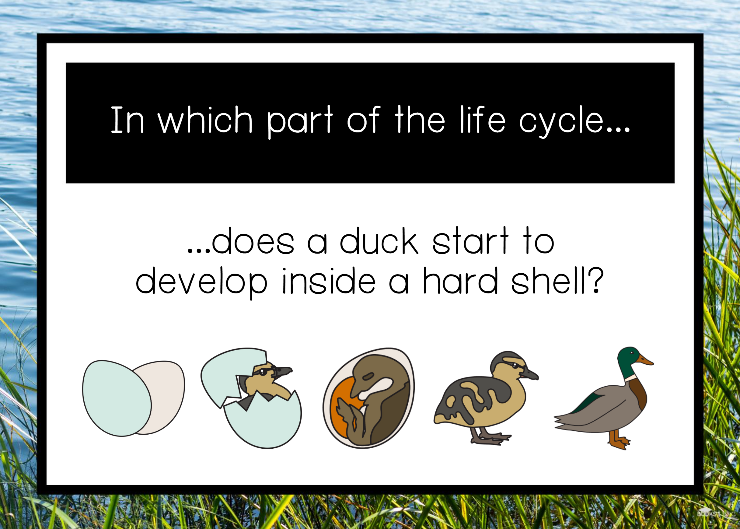 Duck life cycle book recommendations and lesson ideas. — Books