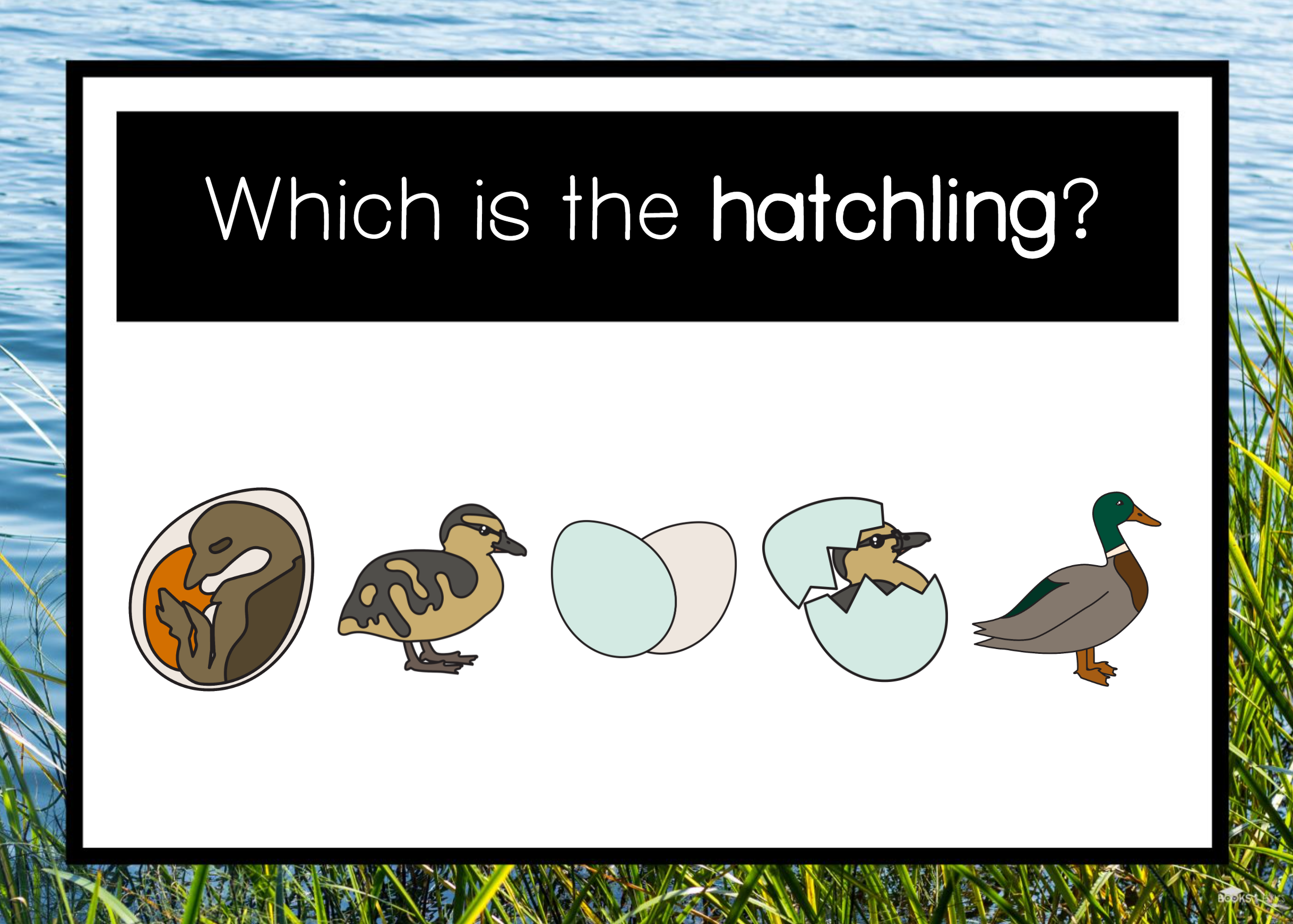 which is the hatchling.PNG