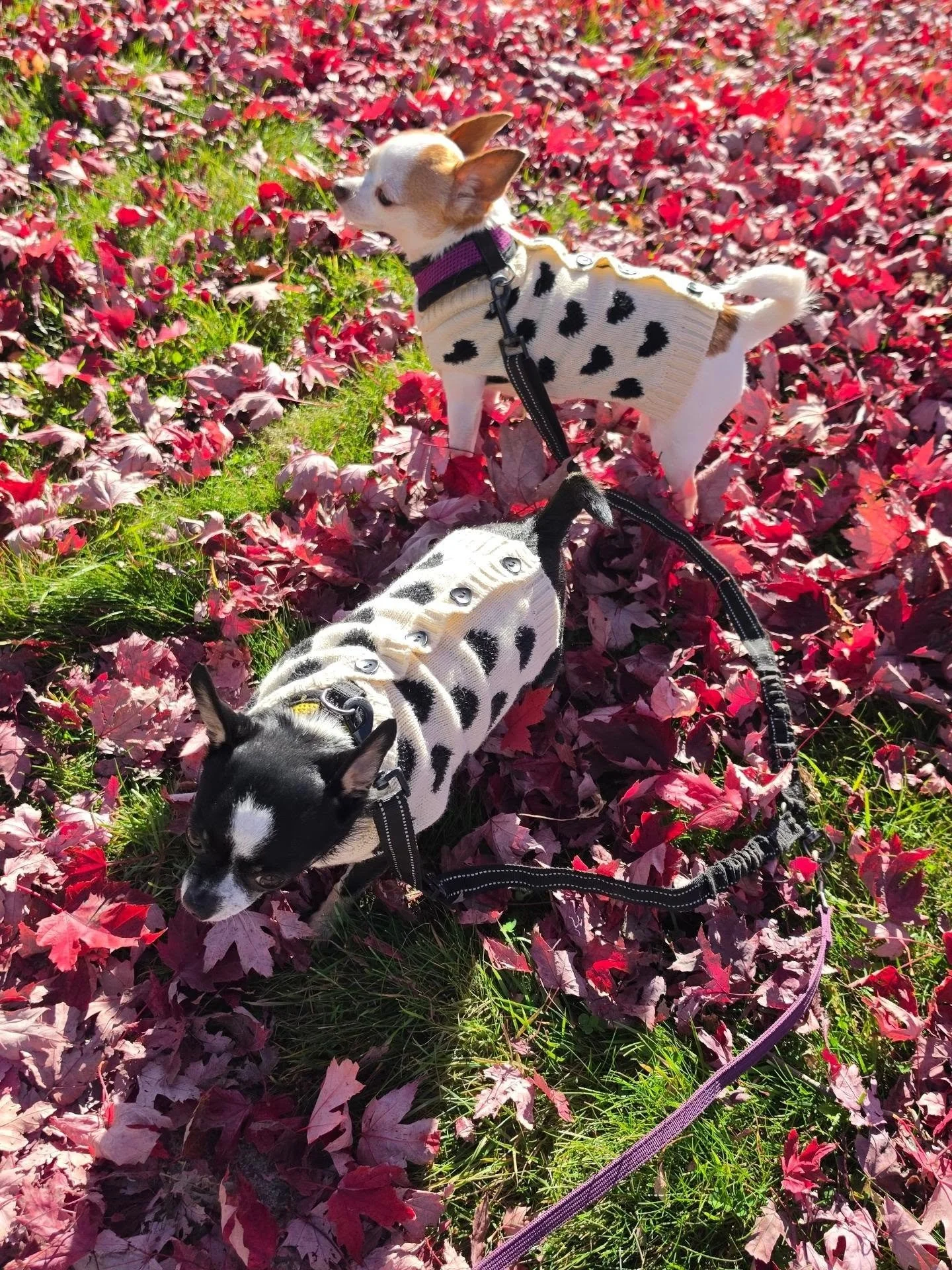 🍂 It's sweater weather! 🍂

What a beautiful weekend to get outside!
.
.

#teacherlıfe #booksandbytes