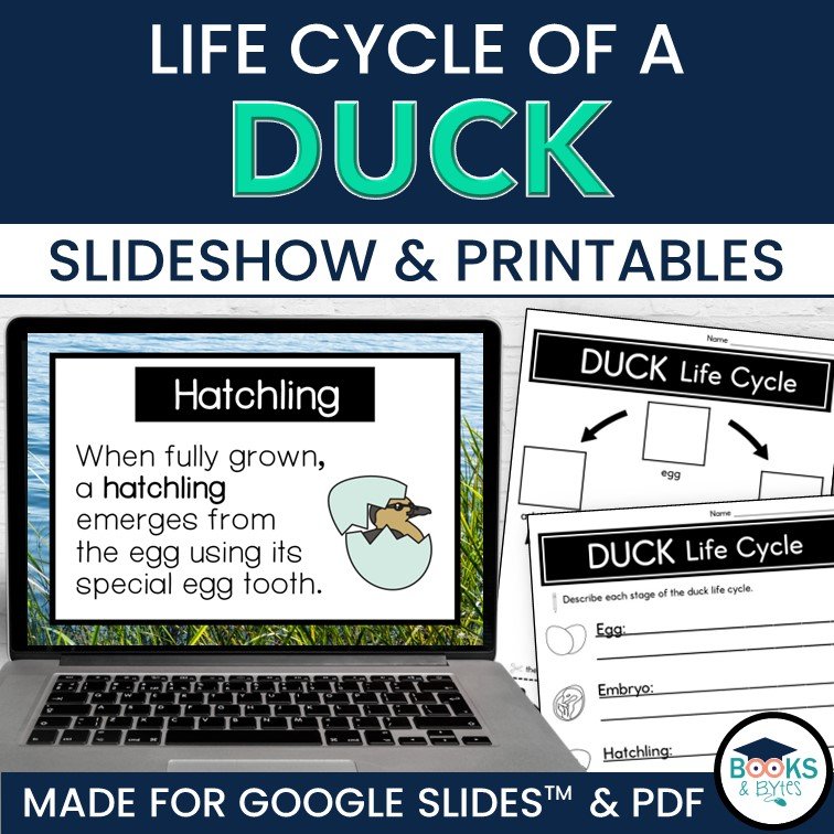 Duck Life Cycle Pack with Observation Journal by Herding Kats in  Kindergarten