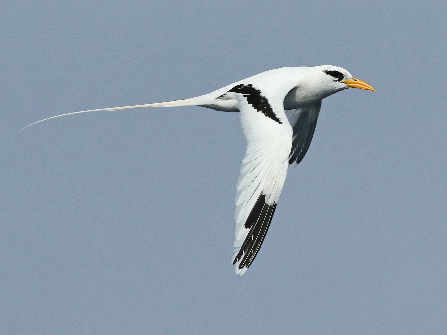 Pájaro de cola blanca