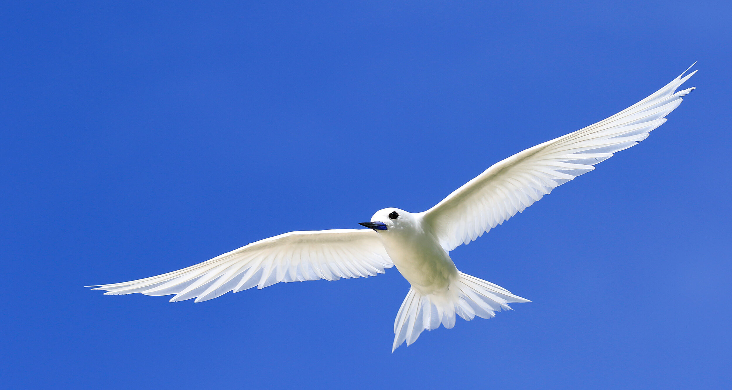 Fairy Tern