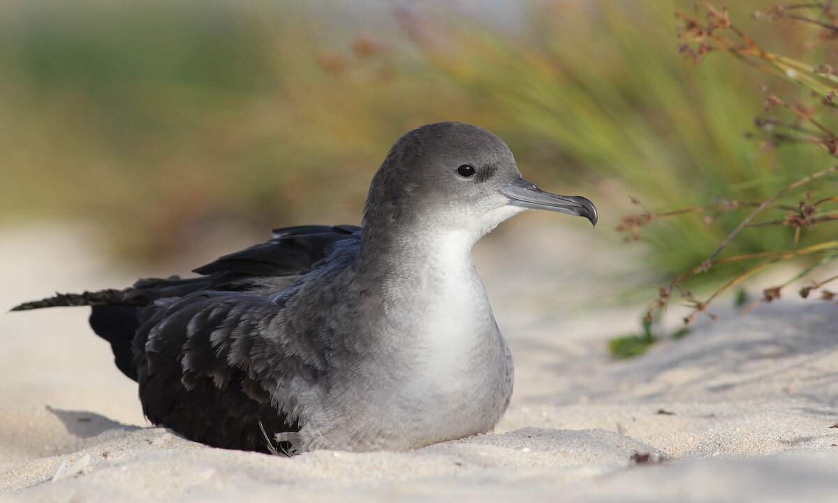 Wedge-tailed Shearwater