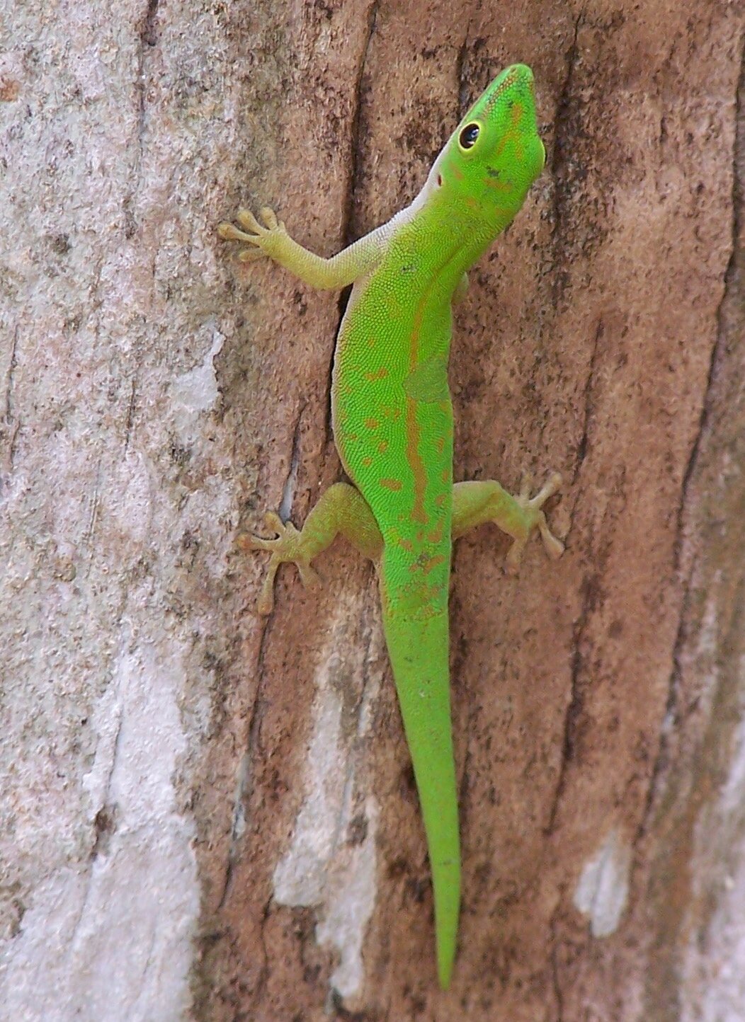Journée Gecko.jpg