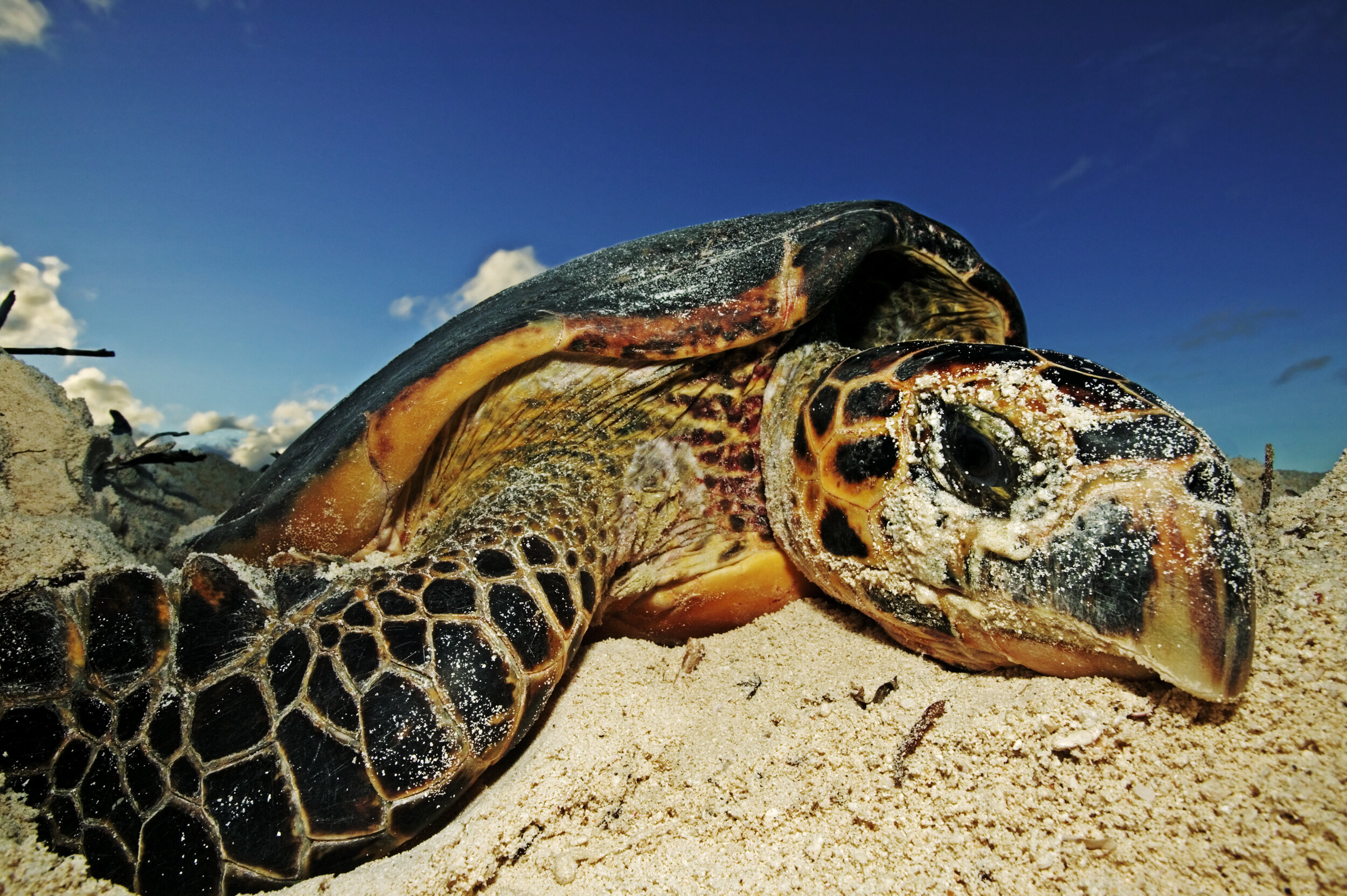 المشاركة في برامج الحفاظ على السلاحف البحرية في جزيرة كوزين