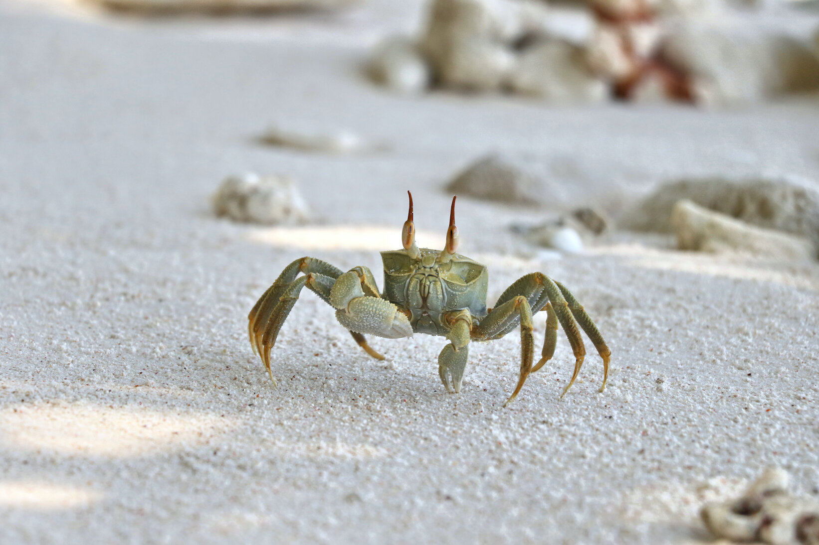THE ENIGMATIC GHOST CRAB