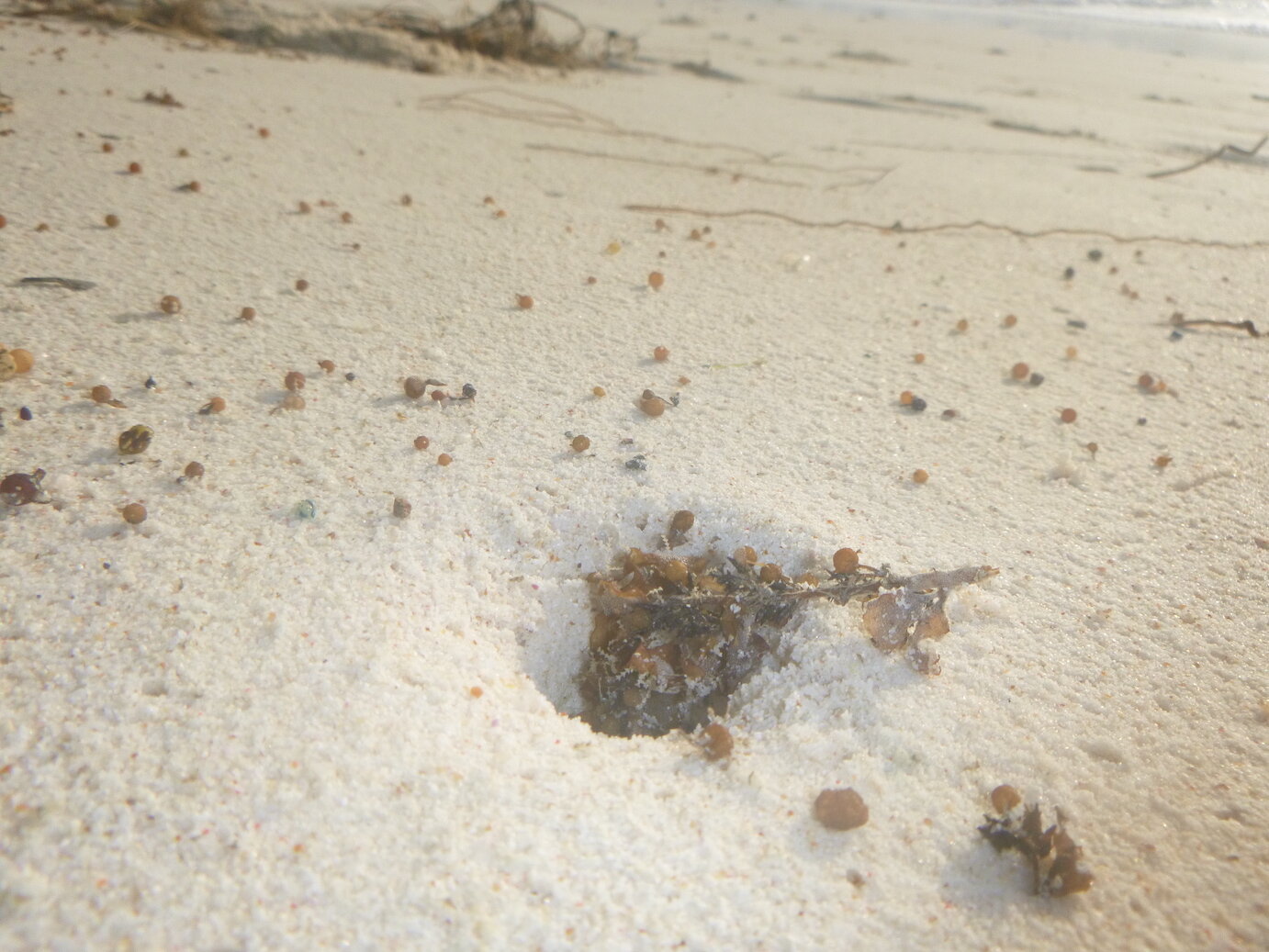 Ghost crab beach hideout