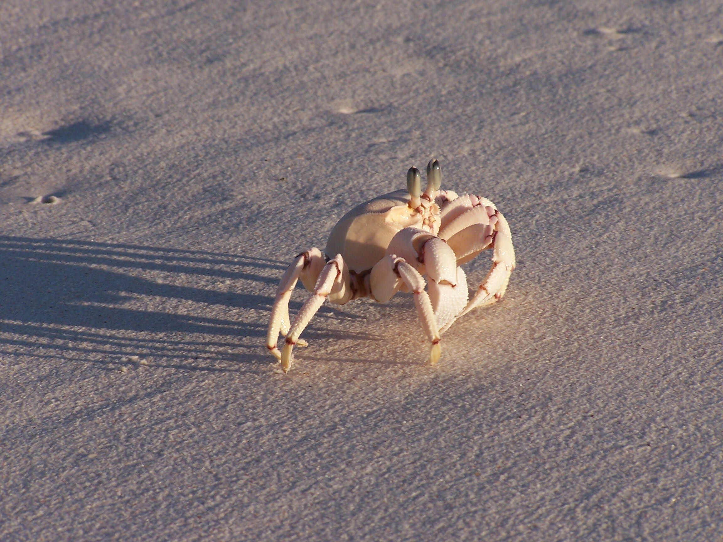 Pink Ghost crab.jpg
