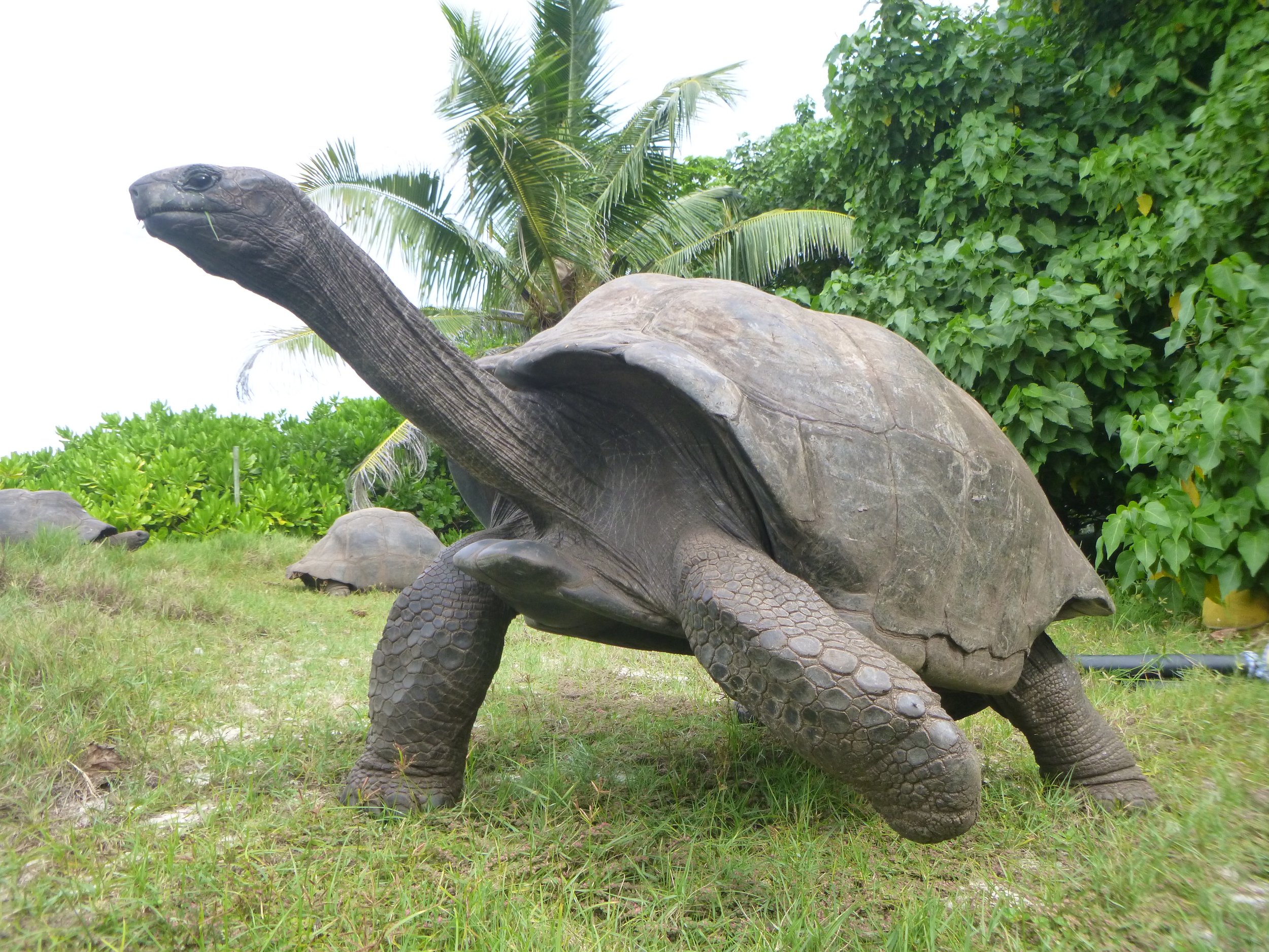Cousine Island Oldest Tortoise
