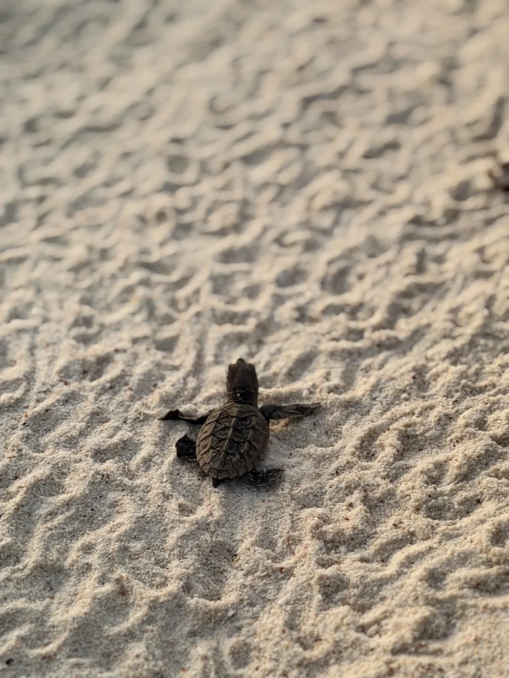 Hawksbill hatchlings frequently emerge in February