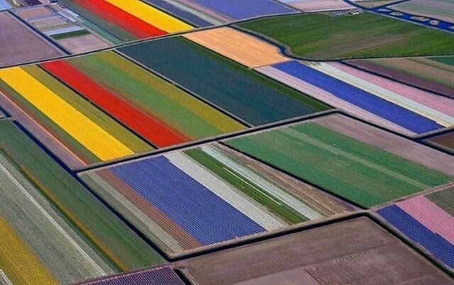 Aerial view of Dutch tulip fields 🌷
.
C/o @crystalzapata
.
.
.
.
.
#sweaterweather #knitwear #knitweardesign #knitwearbrand #knitspo #knitspiration #moodboard #colorstory #designinspo #designinspiration #kismetconceptstudio #aerialview #tulipfields